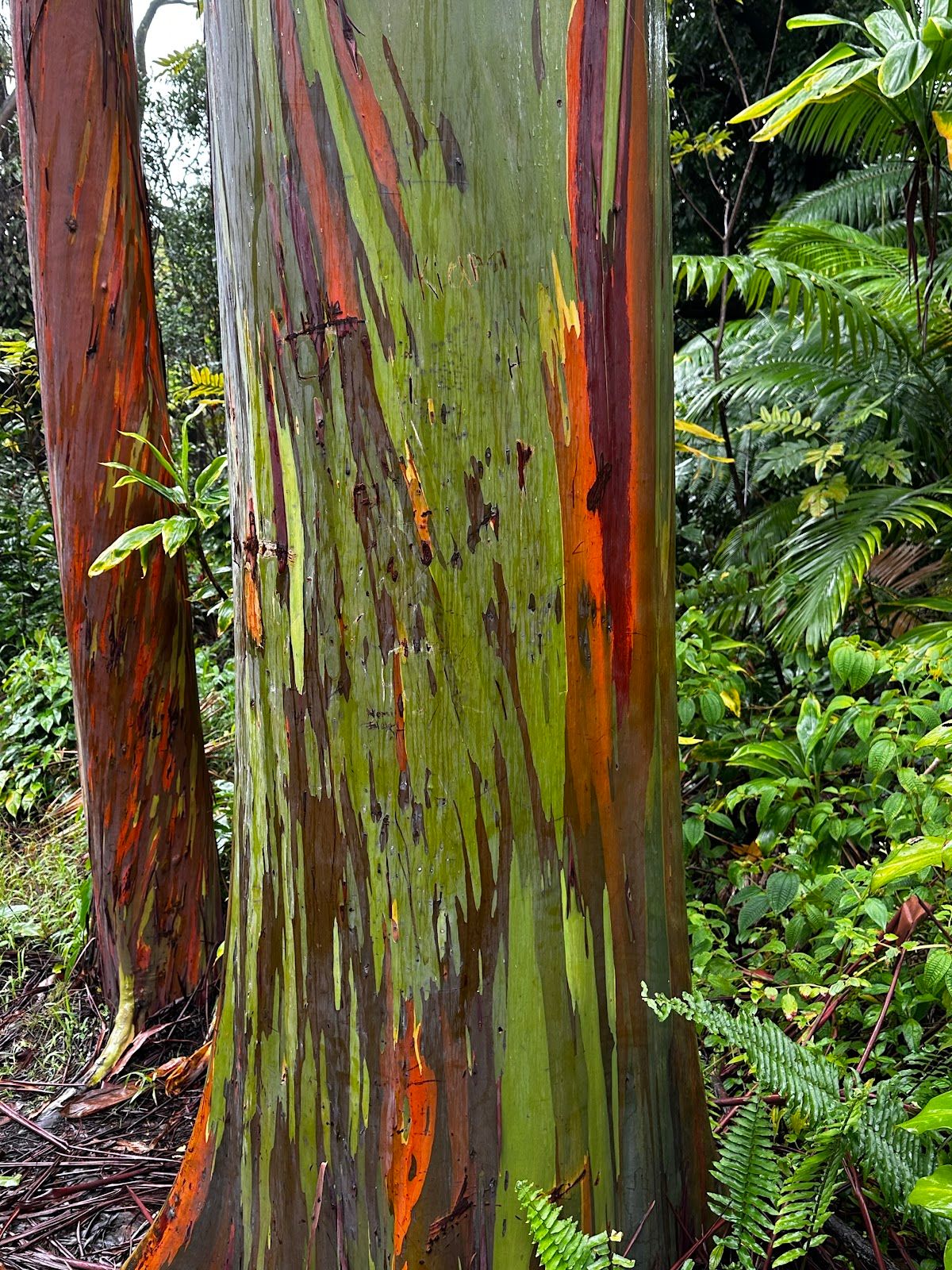 Photo 6 of Botanical World Adventures in Greater Hilo, Big Island