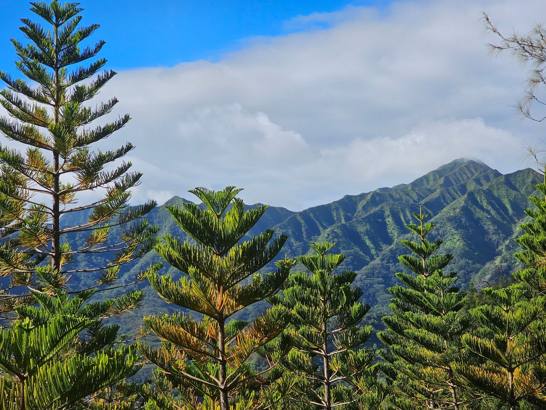 Photo 3 of Waʻahila Ridge State Recreation Area in Mānoa, Makiki & Nuʻuanu, Oahu