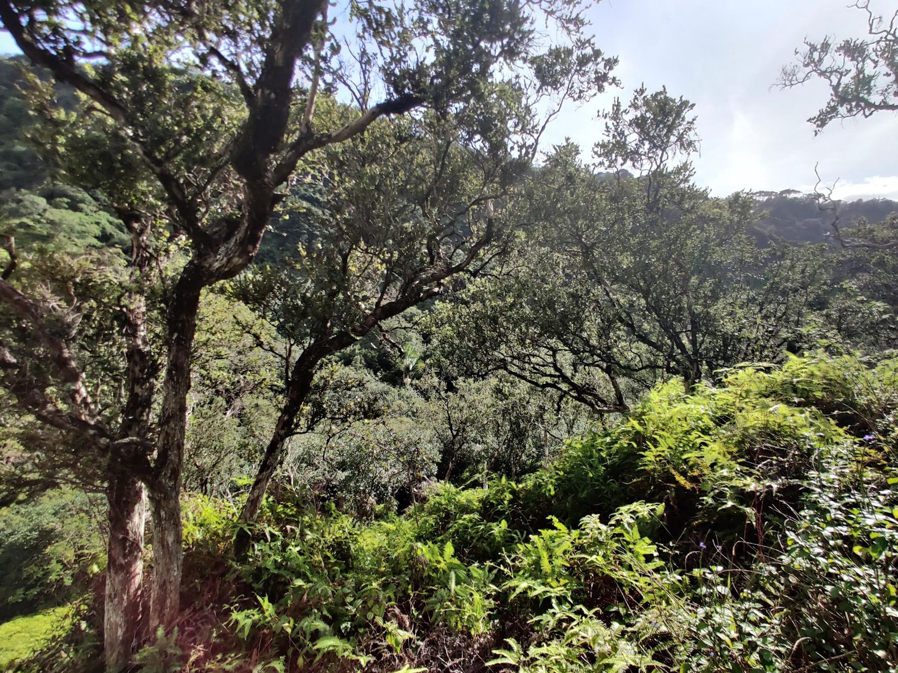 Photo 10 of Waimano Falls in Pearl City, Oahu