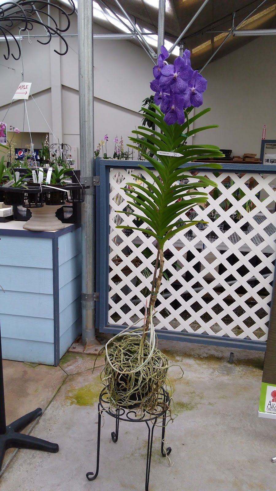 Photo 5 of Akatsuka Orchid Gardens in Volcano, Big Island