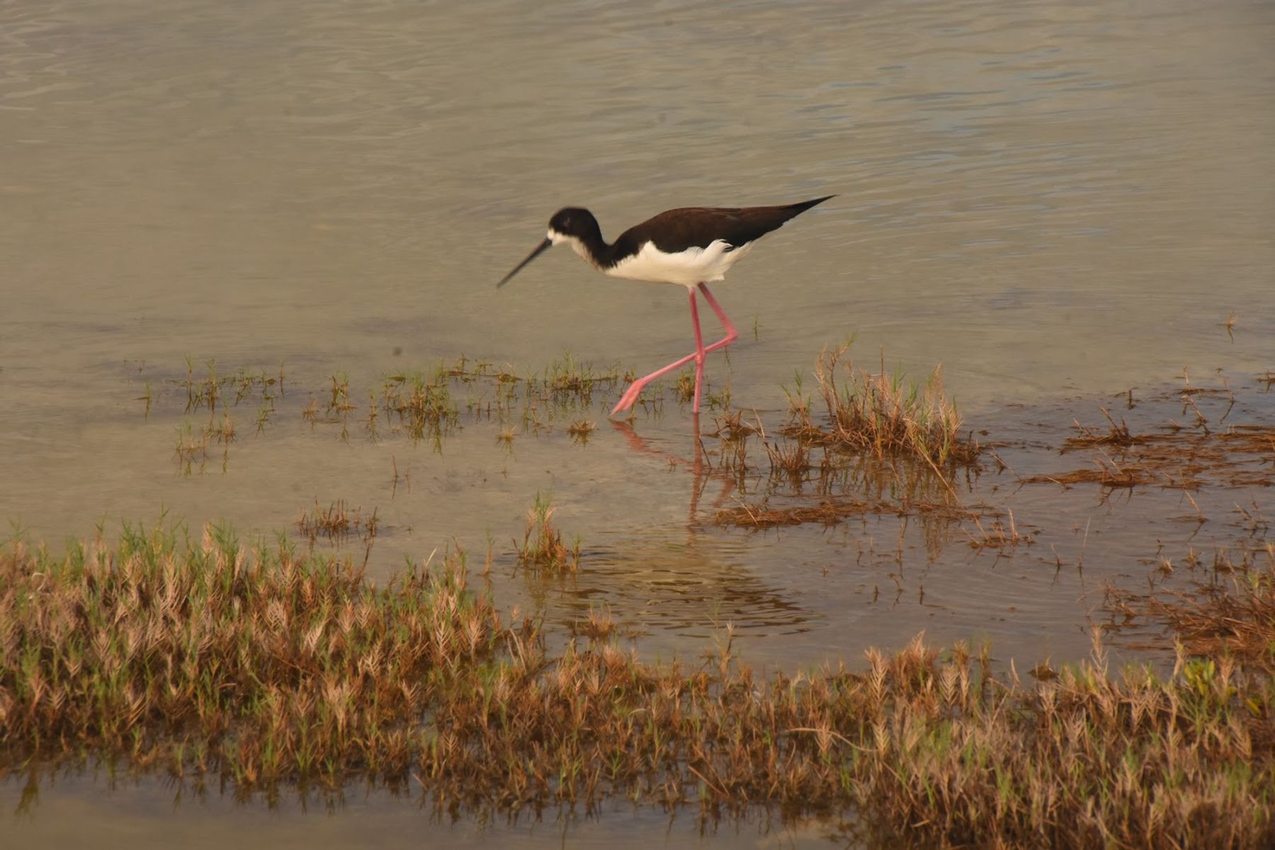 Photo 6 of Kanaha Pond State Wildlife Sanctuary in Kahului, Maui