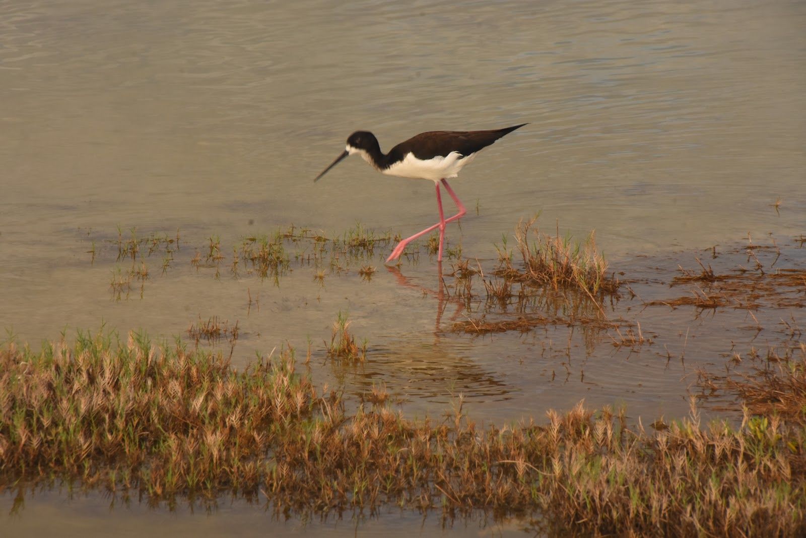 Photo 6 of Kanaha Pond State Wildlife Sanctuary in Kahului, Maui