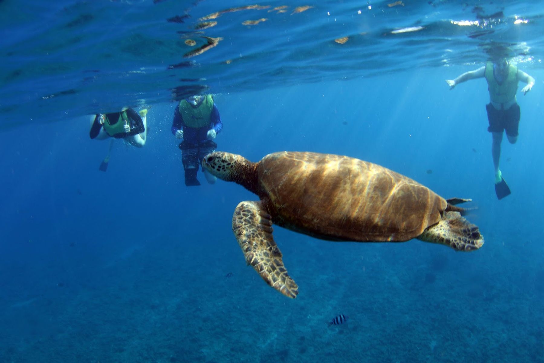 Photo 6 of Ocean Joy Cruises in Ko Olina, Oahu