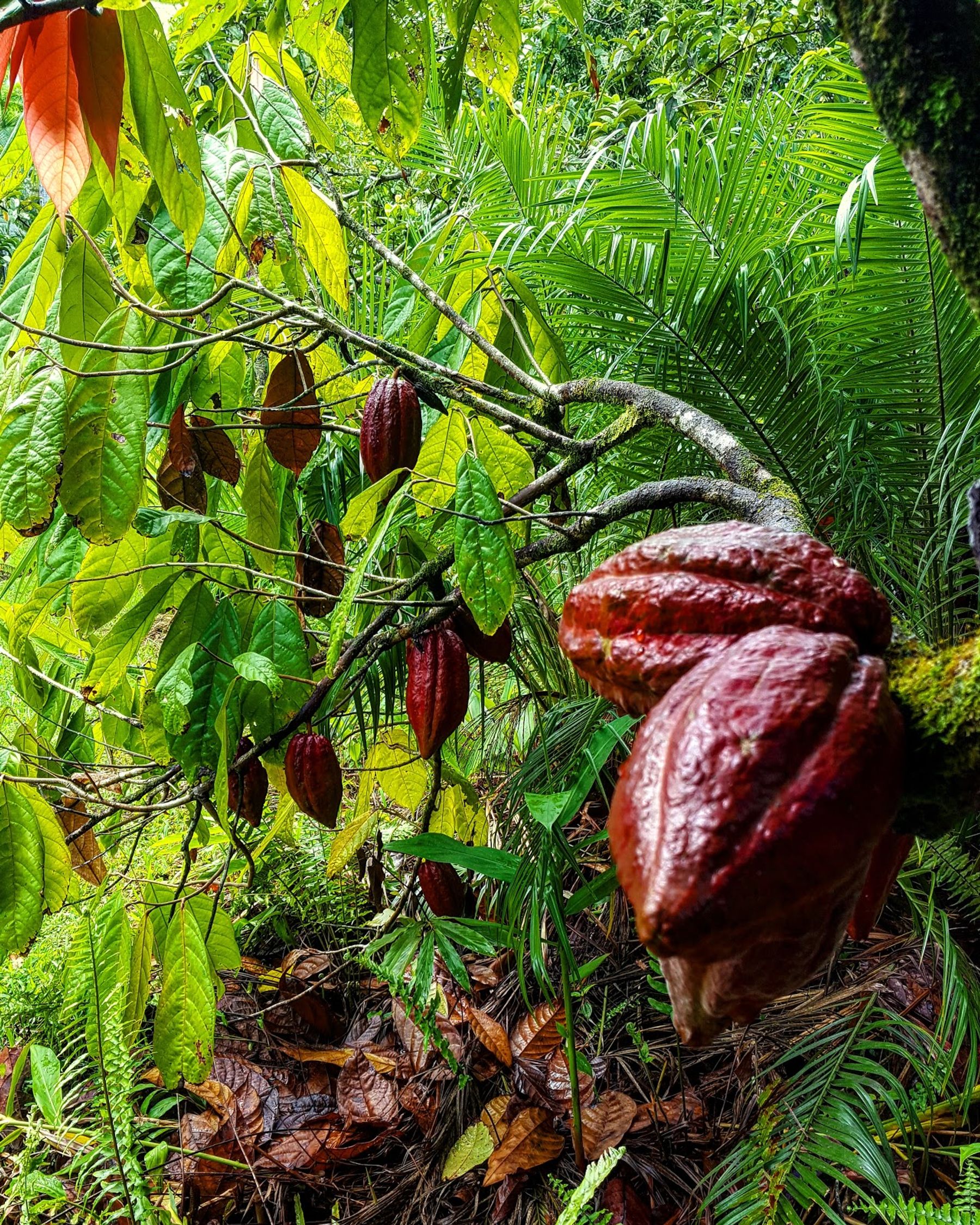 Photo 1 of Puna Chocolate Company Farm - Kona Cocoa & Coffee Orchard Tours (by reservation only) in South Kona, Big Island