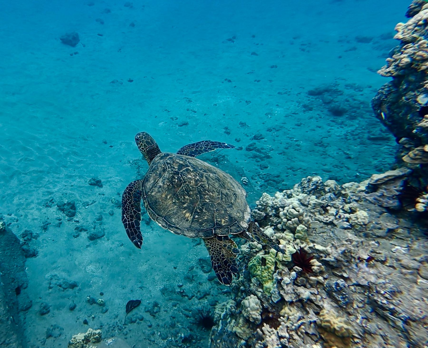 Photo 7 of Maui Dreams Dive Co in Kīhei, Maui