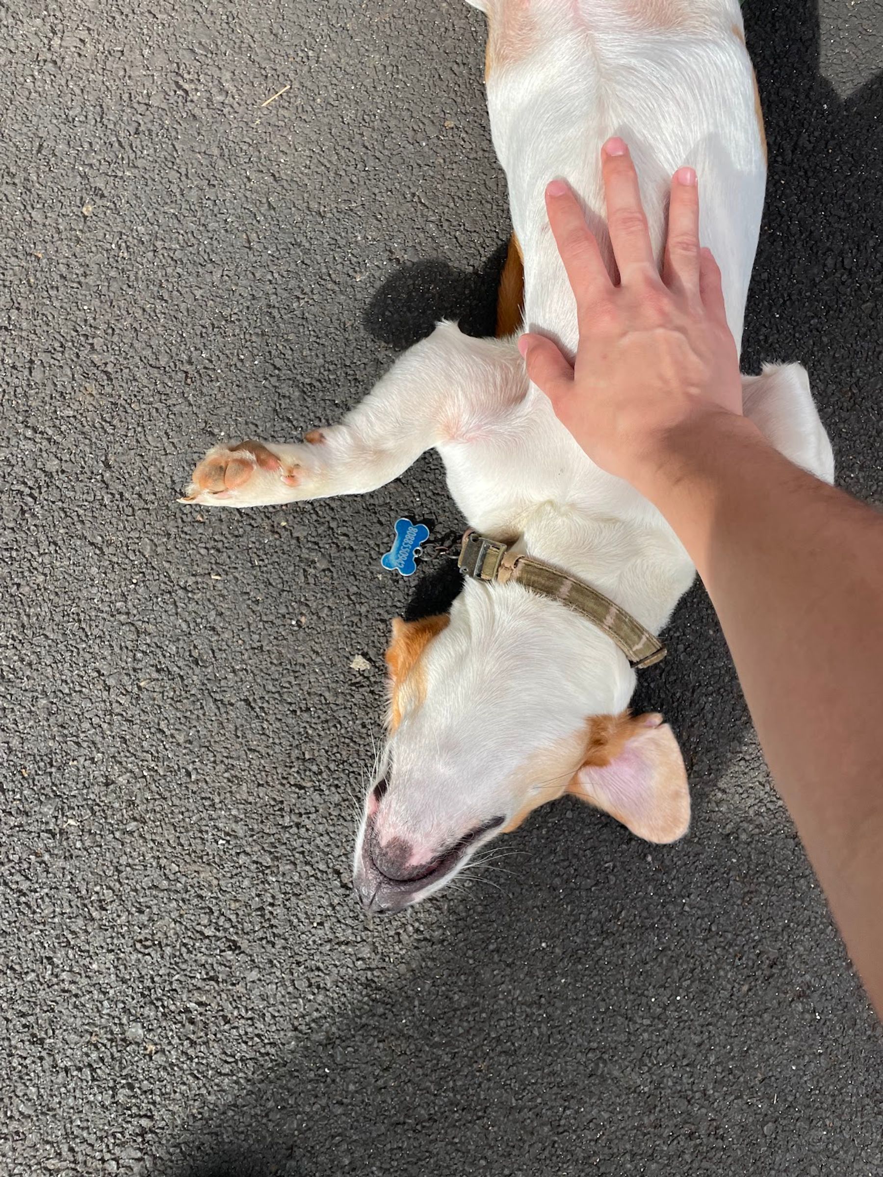 Photo 8 of North Shore Bowls in Kīlauea, Kauai
