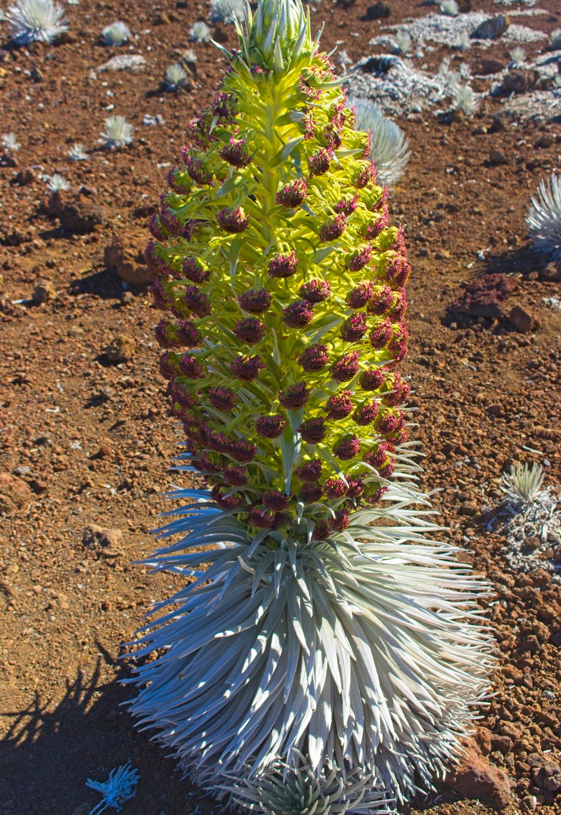 Photo 5 of Haleakalā Summit in Kula, Maui