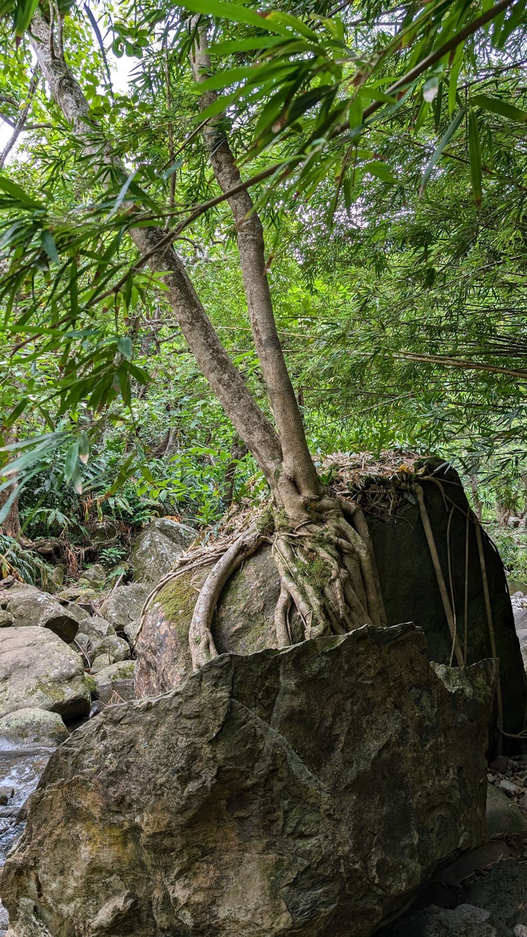 Photo 7 of Makamakaole Trail in Wailuku, Maui