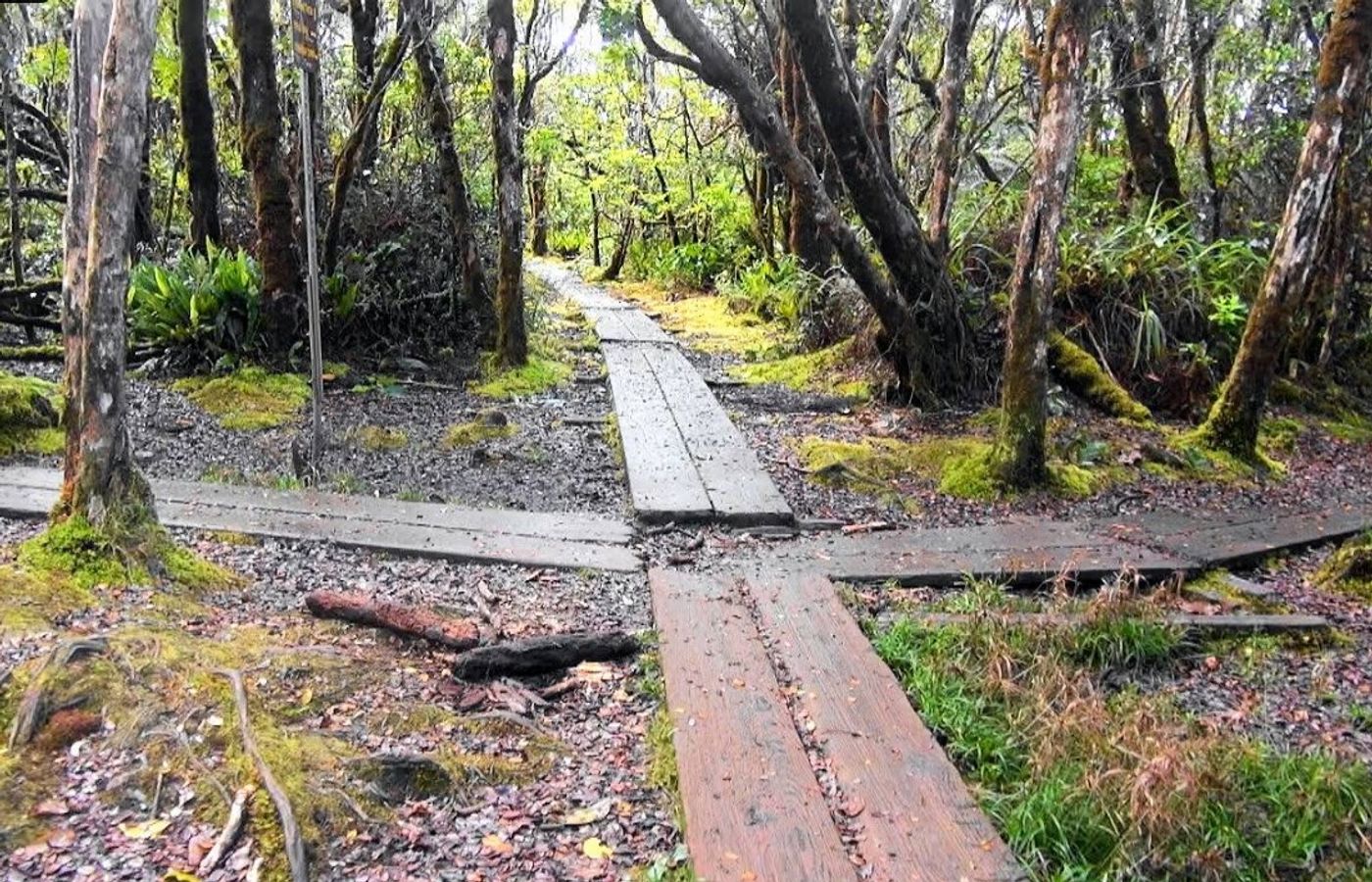 Alaka‘i Plateau endemic quest
