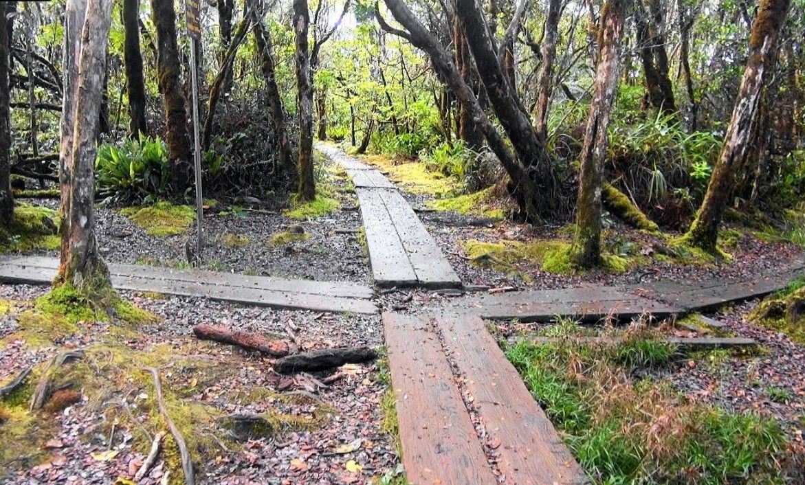 Alakaʻi Wilderness / Swamp Trail in Hanapepe, Kaua‘i photo 4