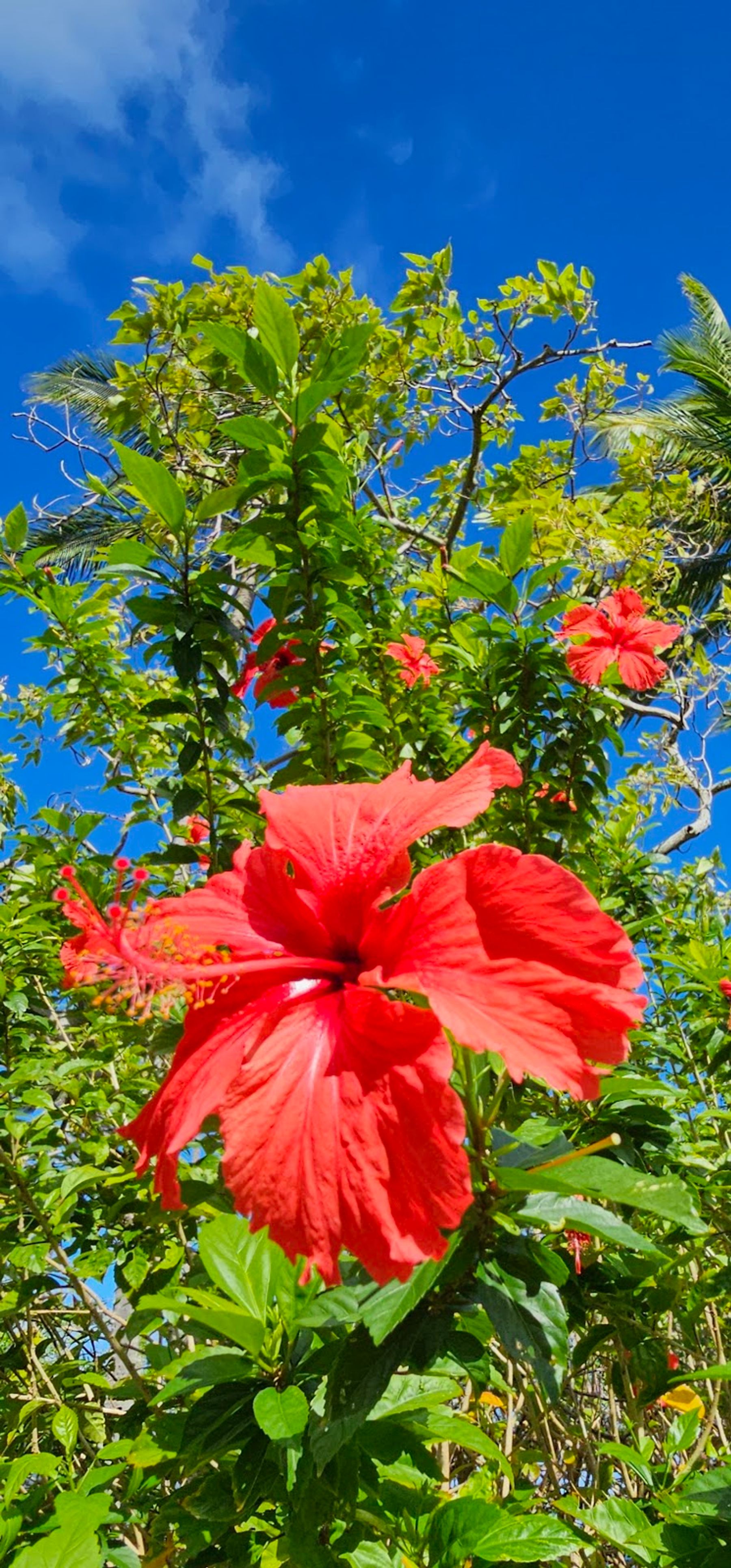 Photo 10 of Heʻeia State Park in Kāneʻohe, Oahu