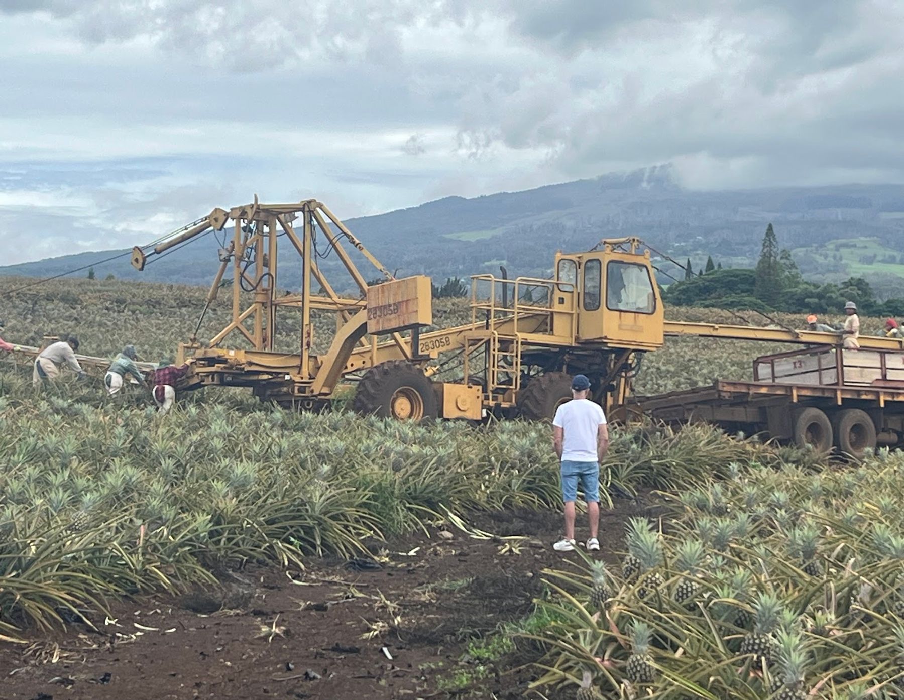 Photo 6 of Maui Pineapple Tour in Makawao & Pukalani, Maui
