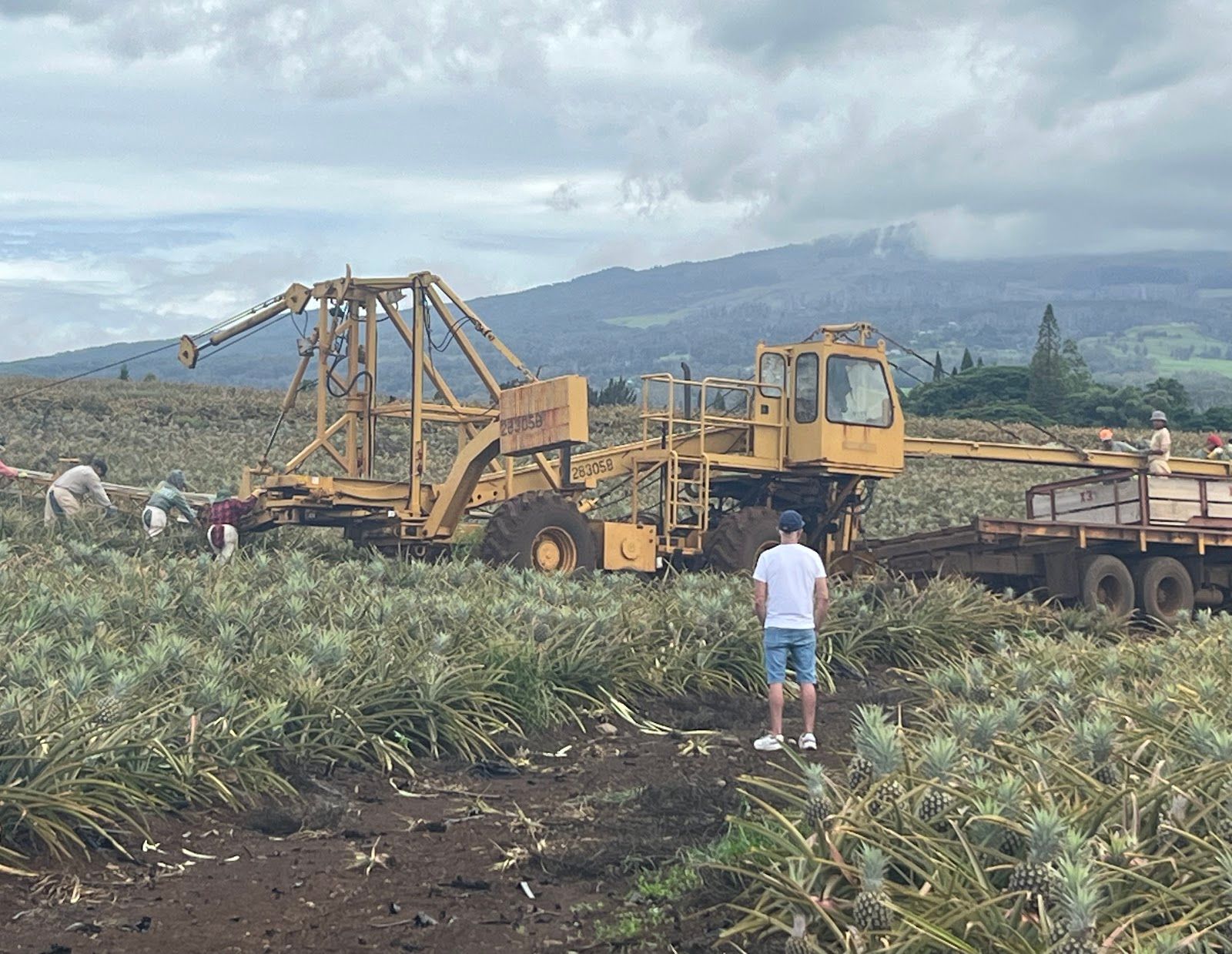 Photo 6 of Maui Pineapple Tour in Makawao & Pukalani, Maui