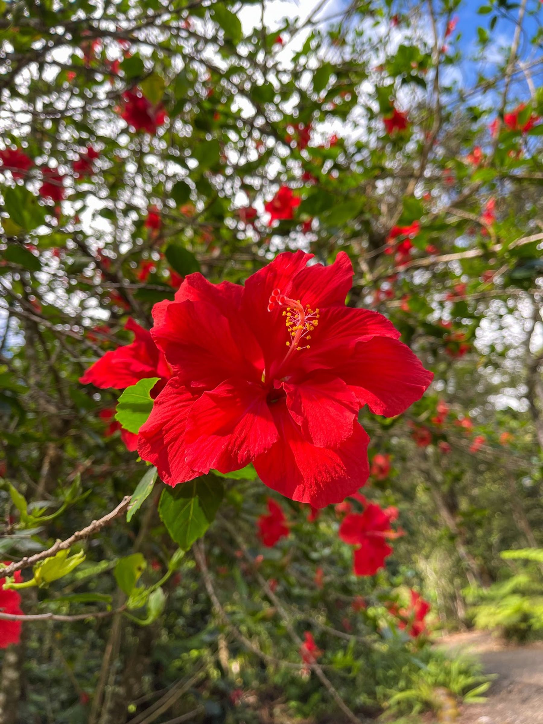Photo 7 of Kalōpā State Recreation Area in Honokaʻa, Big Island