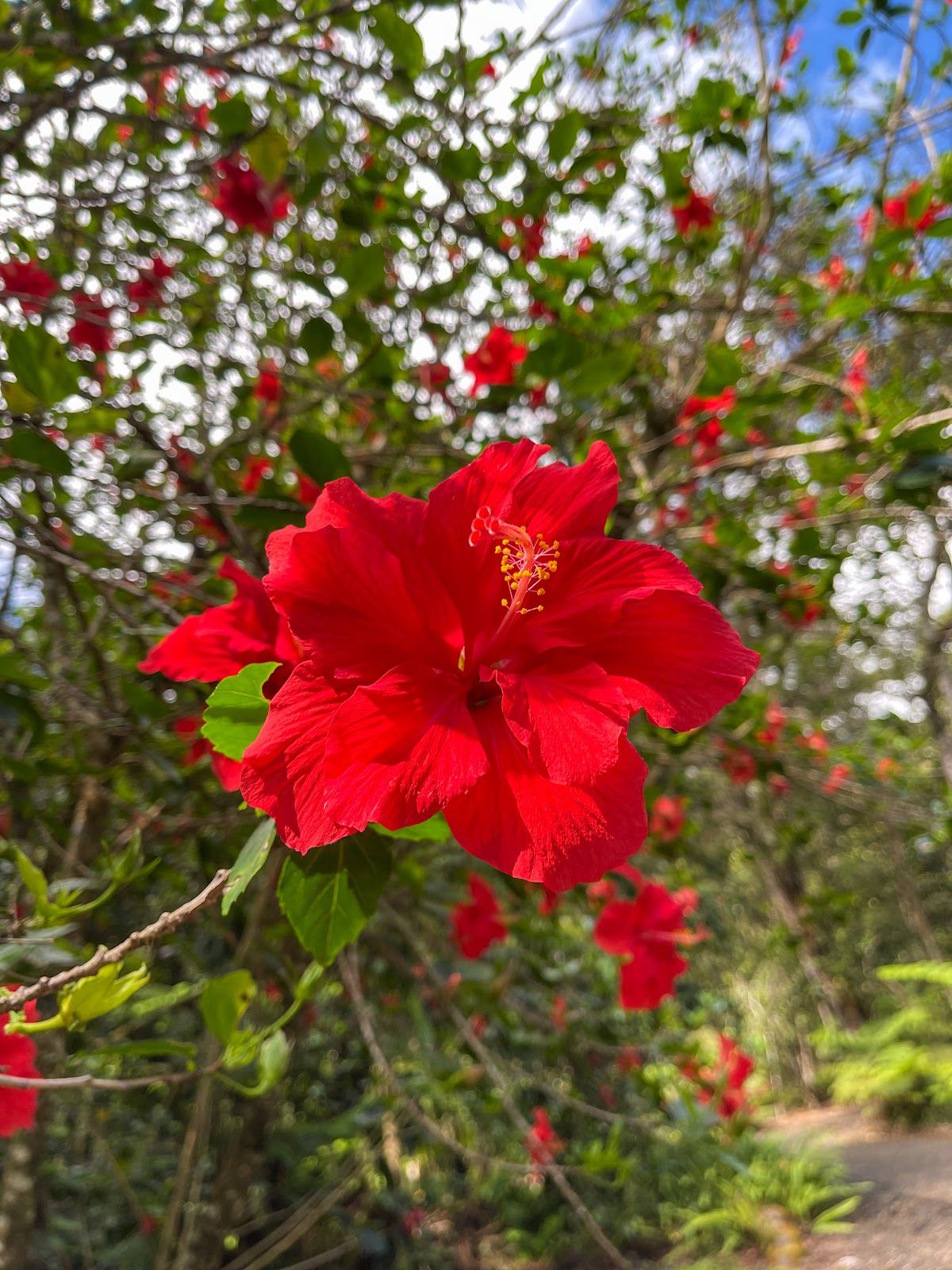 Photo 7 of Kalōpā State Recreation Area in Honokaʻa, Big Island