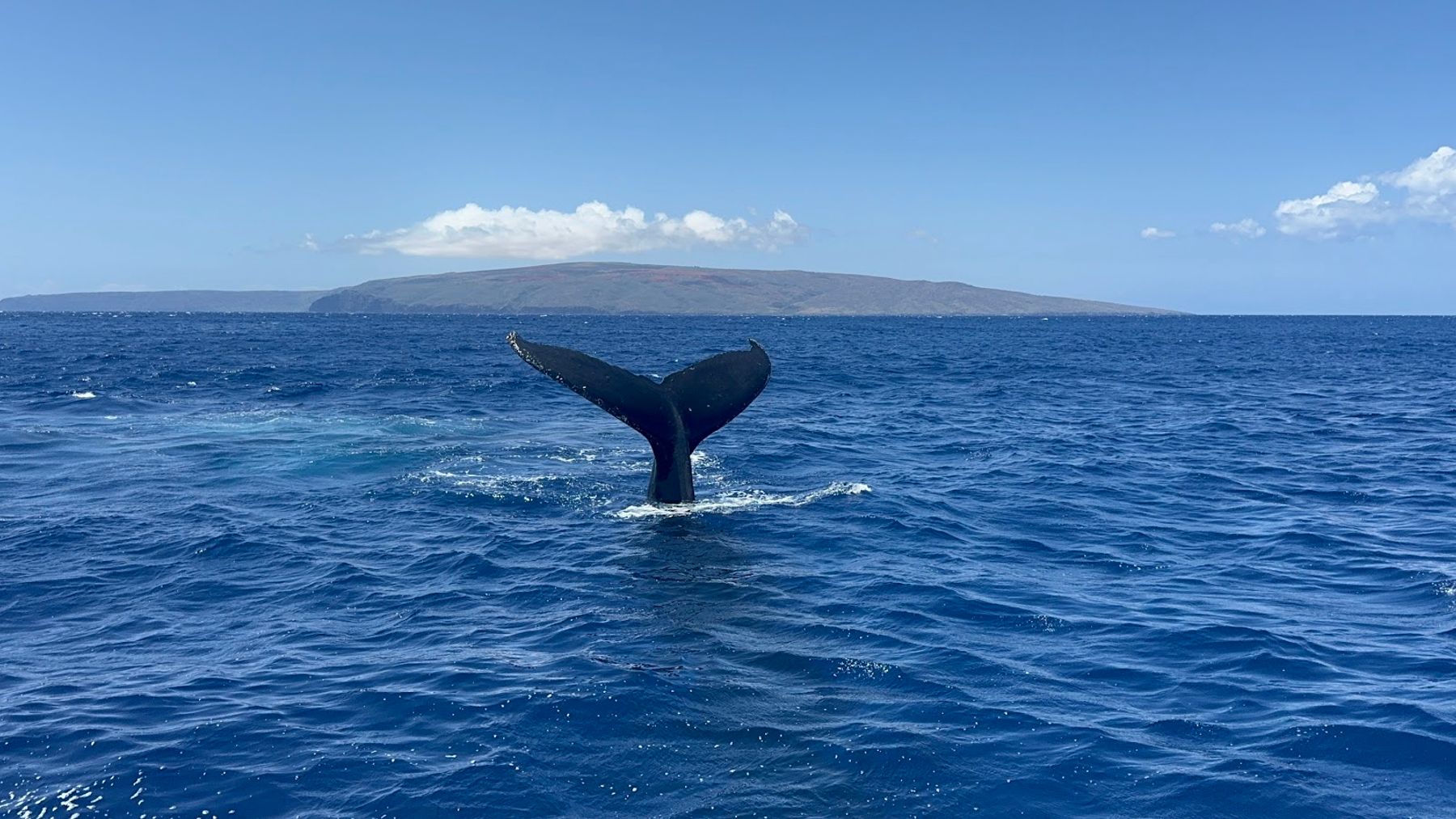 Photo 4 of Four Winds Molokini Maui Snorkel Tour in Māʻalaea, Maui