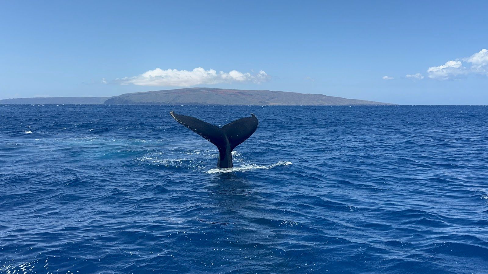 Photo 4 of Four Winds Molokini Maui Snorkel Tour in Māʻalaea, Maui