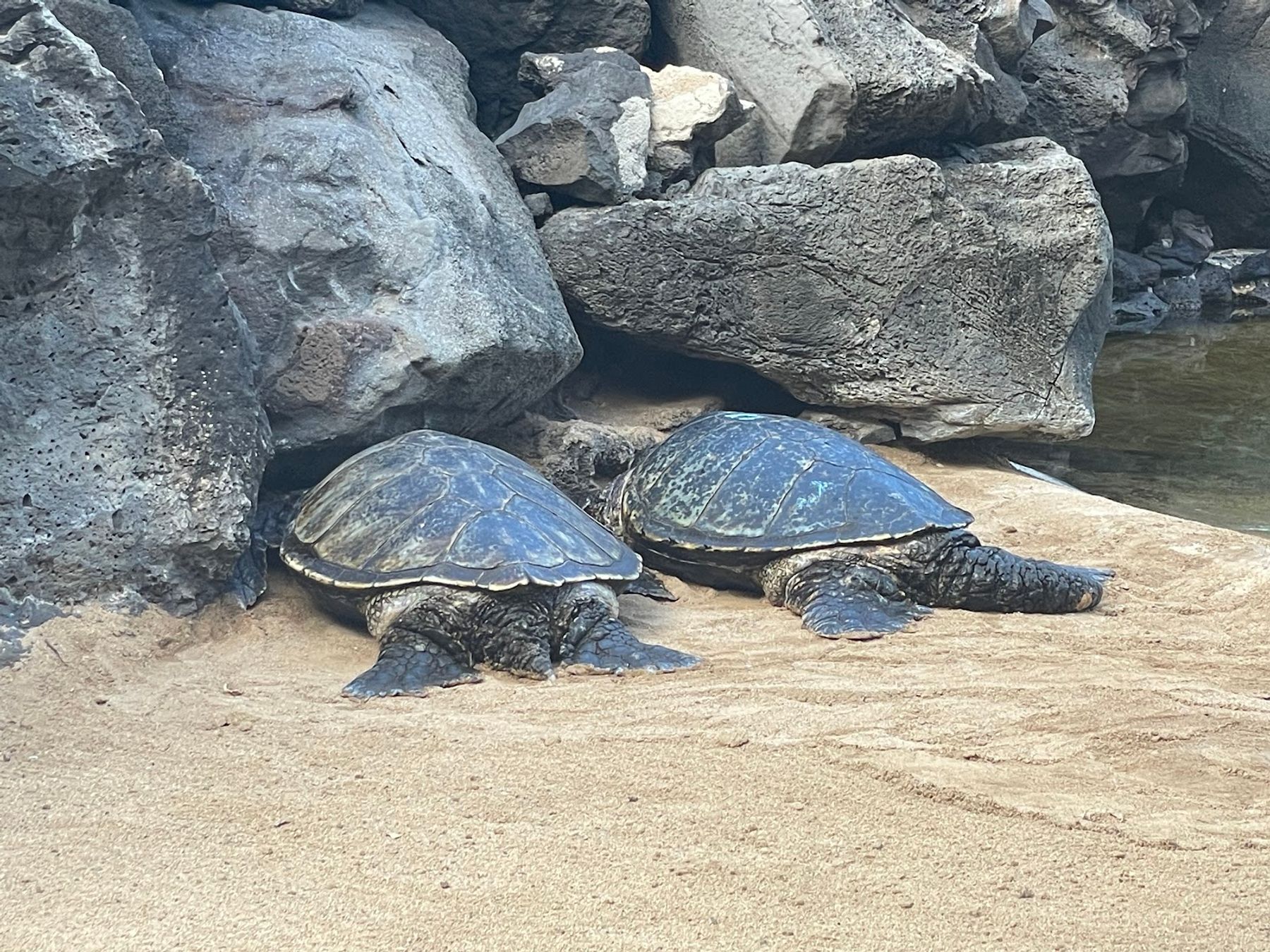 Photo 8 of Aloha Kai - Sea Life Park Luau in Waimānalo, Oahu