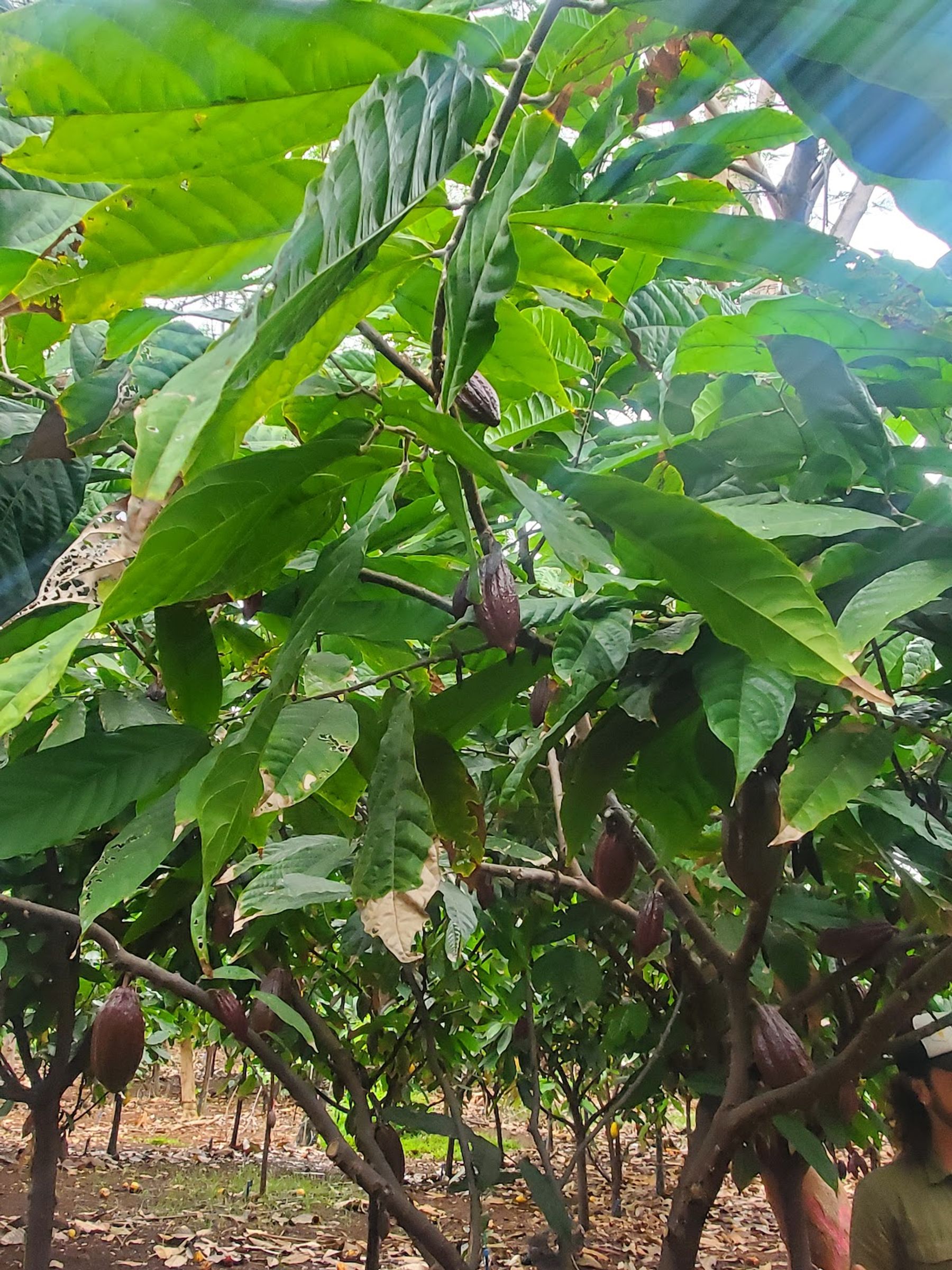 Photo 6 of Maui Ku’ia Estate Cacao Farm in Lāhainā, Maui