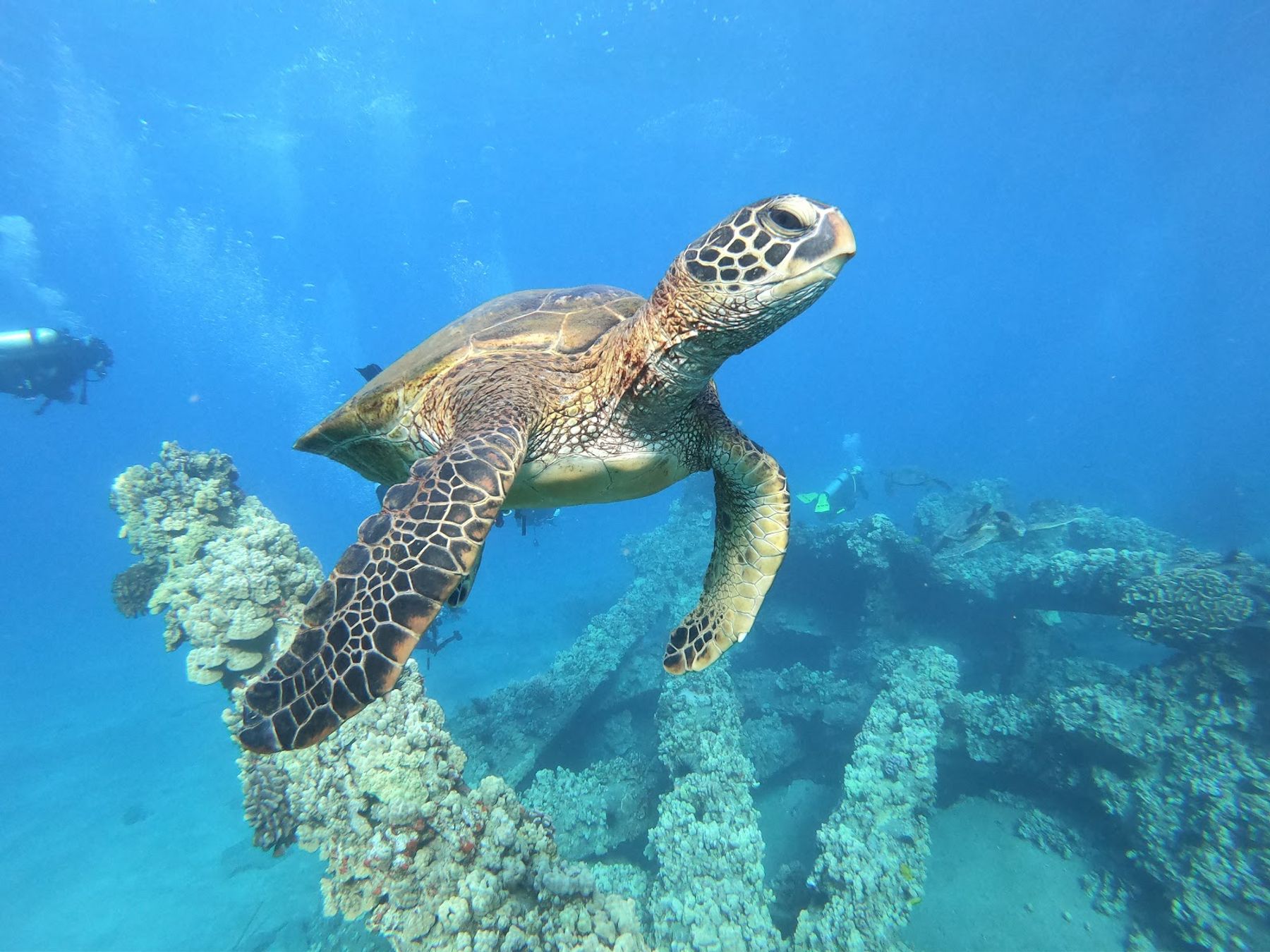Photo 8 of Maui Diamond Sea Sports in Māʻalaea, Maui