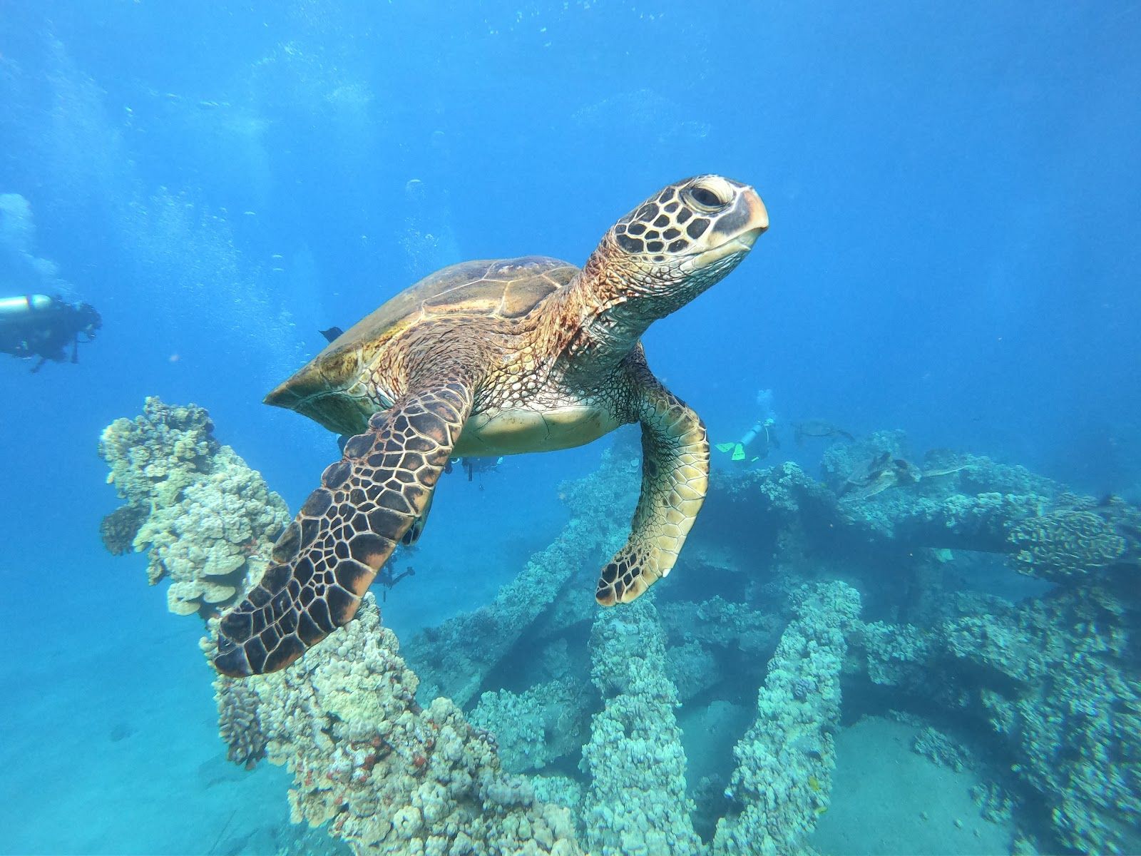 Photo 8 of Maui Diamond Sea Sports in Māʻalaea, Maui