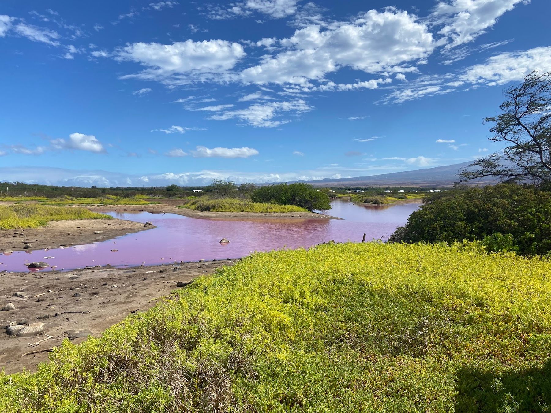 Photo 6 of Keālia Pond National Wildlife Refuge in Kīhei, Maui