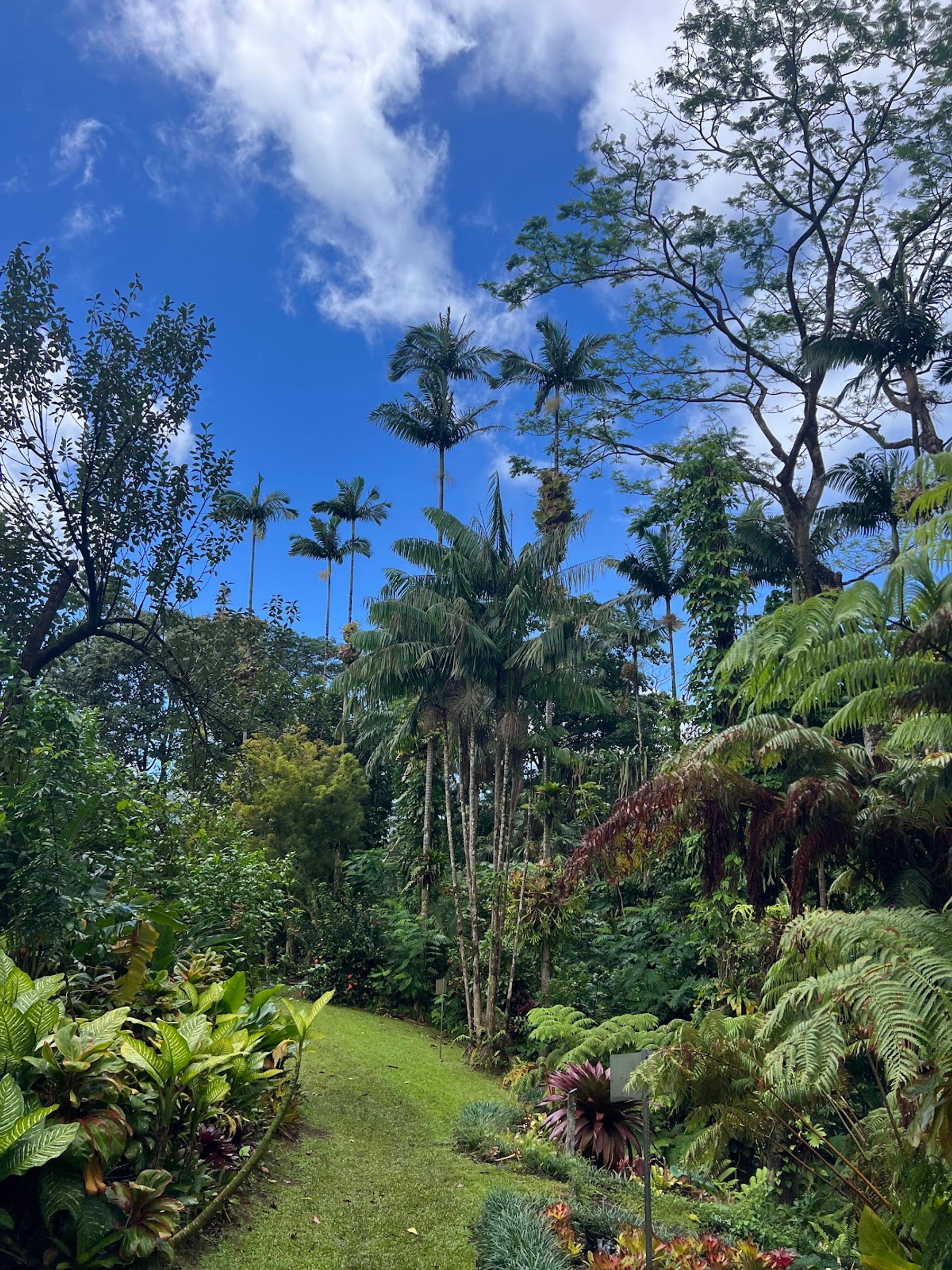 Photo 10 of Lyon Arboretum in Mānoa, Makiki & Nuʻuanu, Oahu