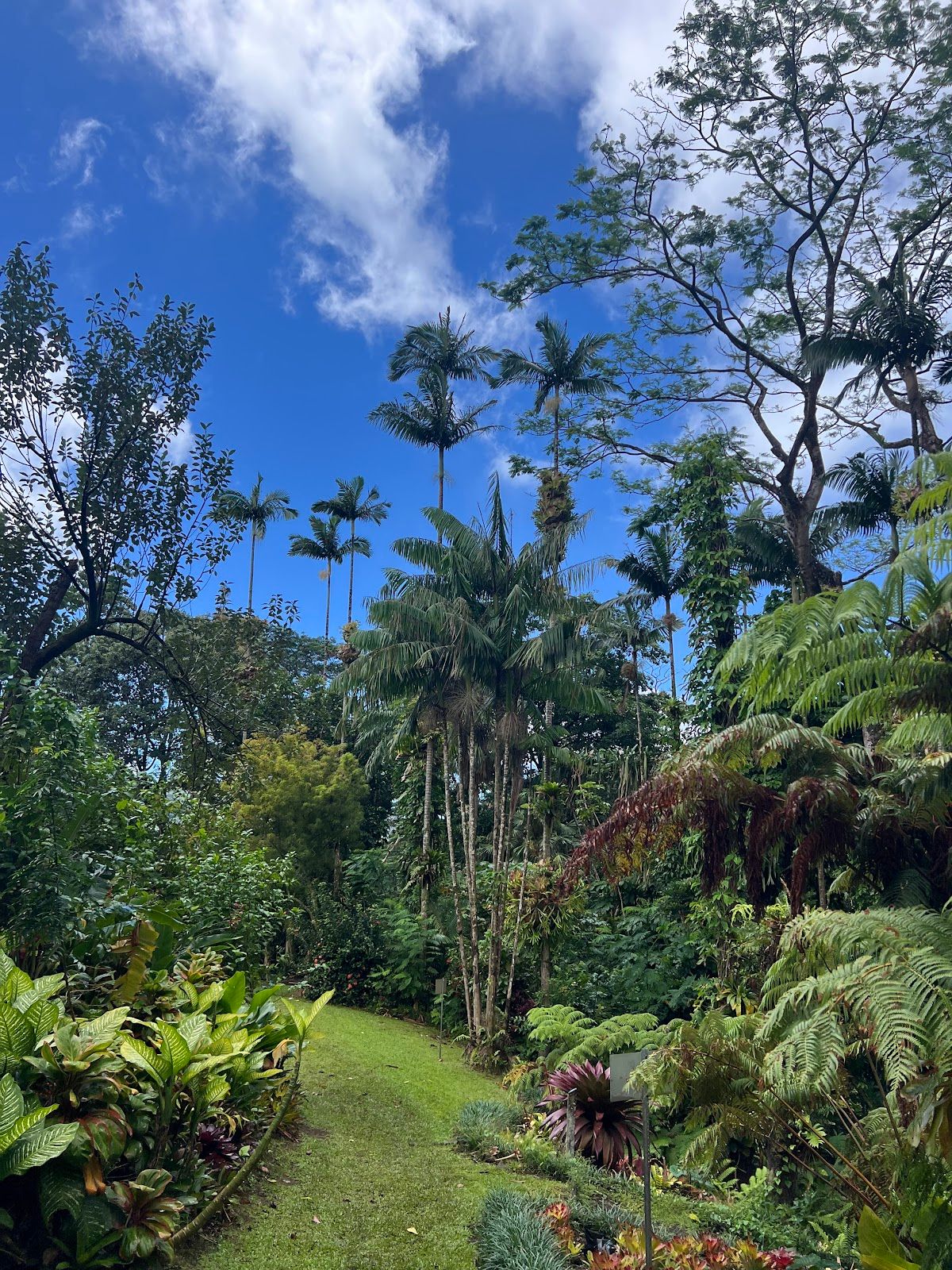 Photo 10 of Lyon Arboretum in Mānoa, Makiki & Nuʻuanu, Oahu
