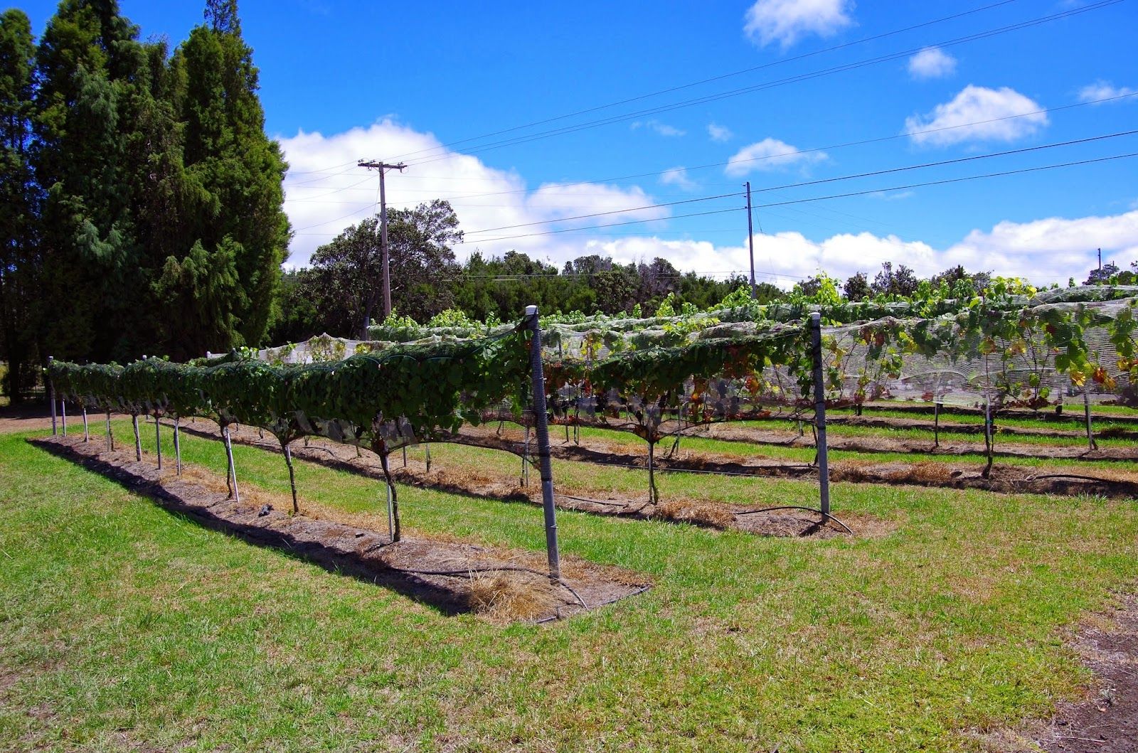 Photo 3 of Volcano Winery in Volcano, Big Island