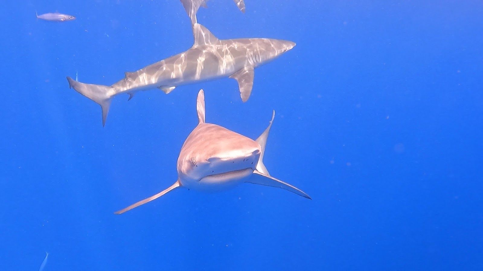Photo 2 of Hawaii Shark Encounters in Haleʻiwa, Oahu