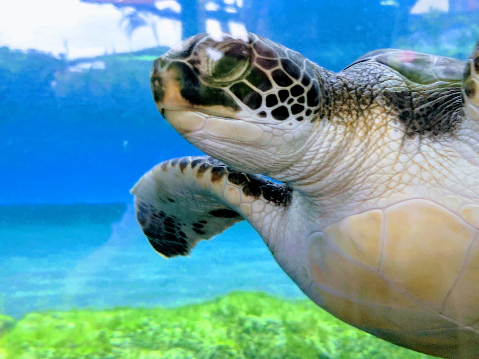 Photo 3 of Maui Ocean Center, The Aquarium of Hawaii in Māʻalaea, Maui