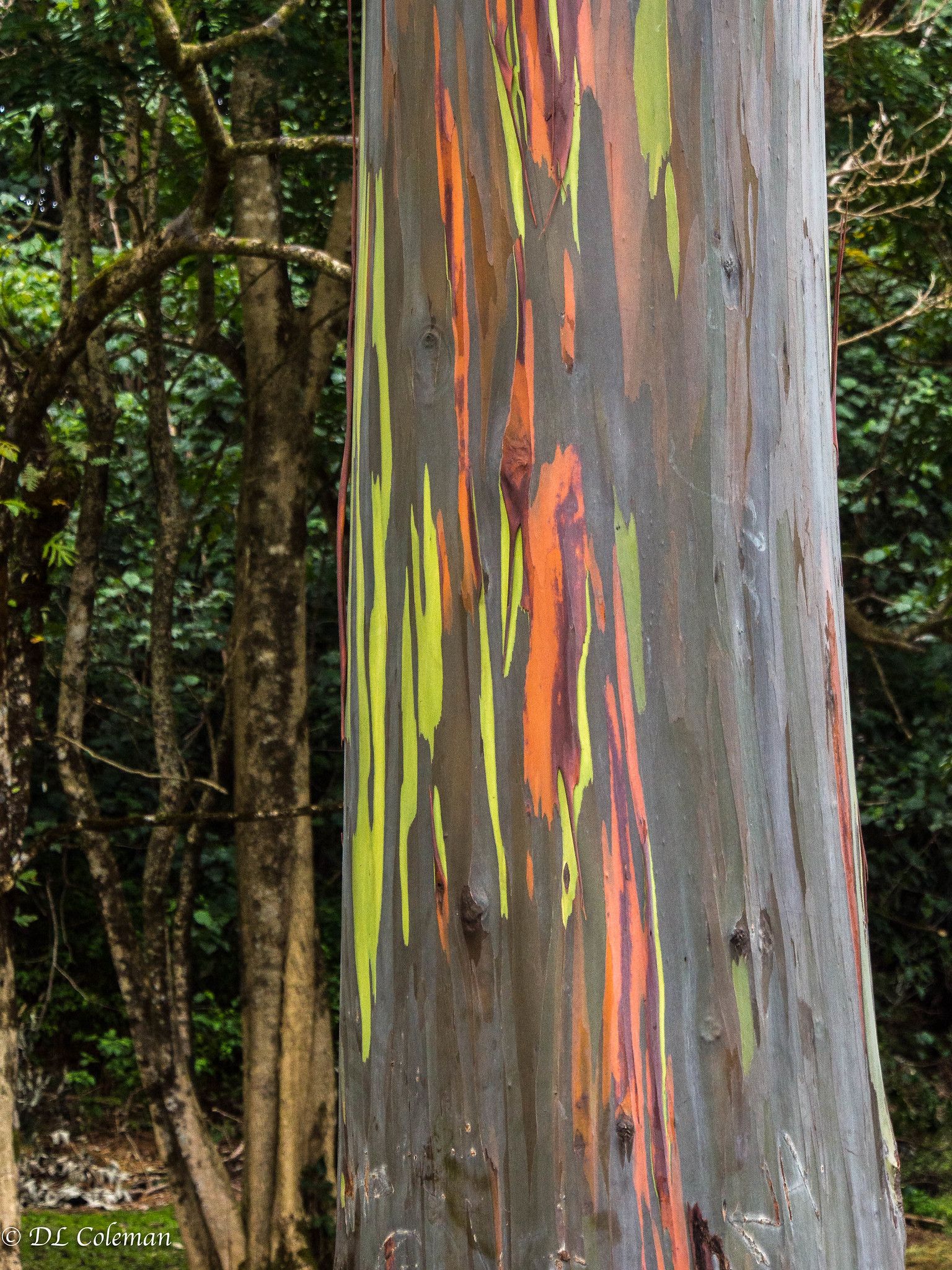 Close-up of rainbow eucalyptus trunk showing peeling bark in lime green, orange, and gray with a dark forest background