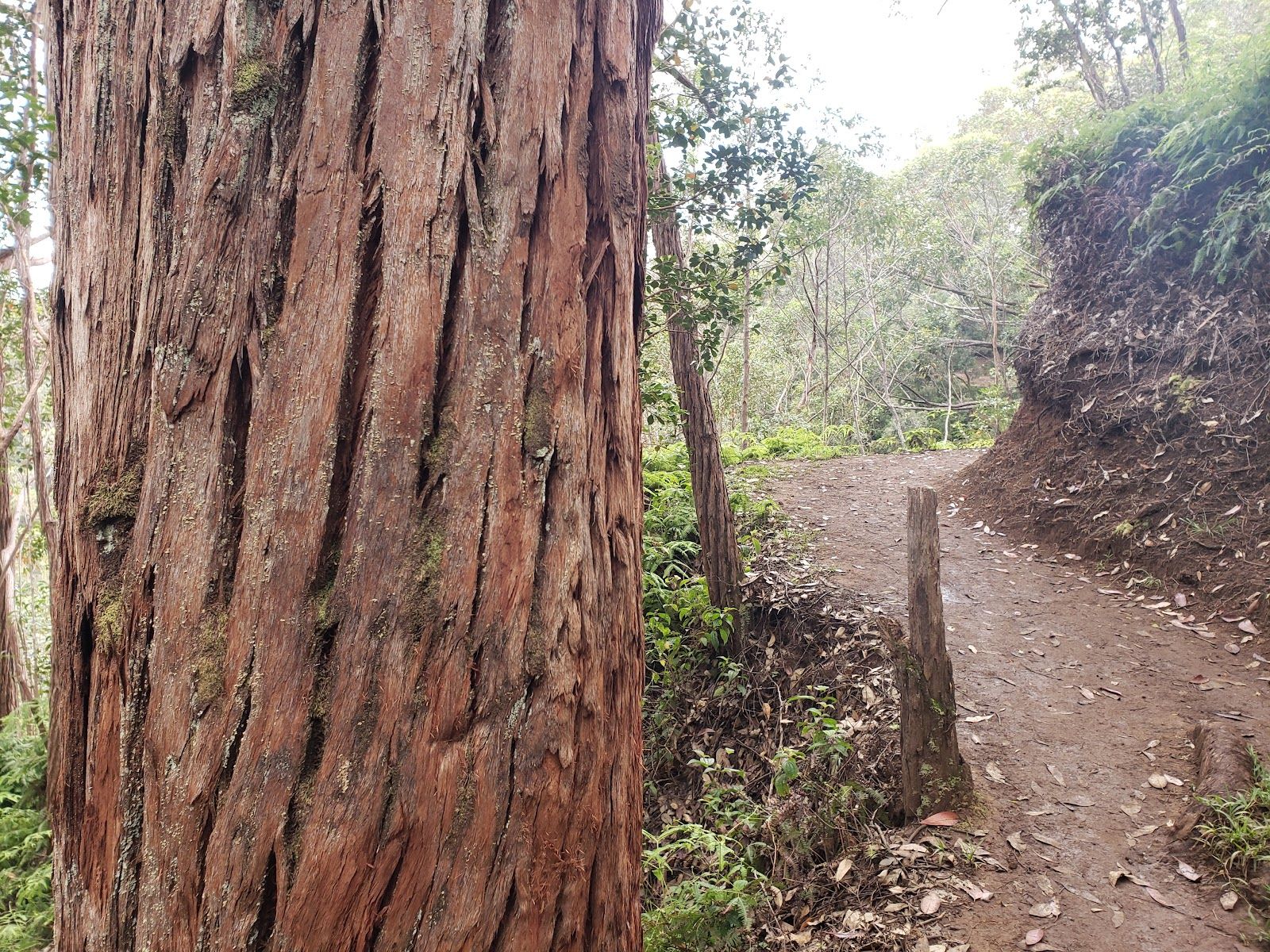 Photo 8 of Keaīwa Heiau State Recreation Area in Pearl Harbor & ʻAiea, Oahu