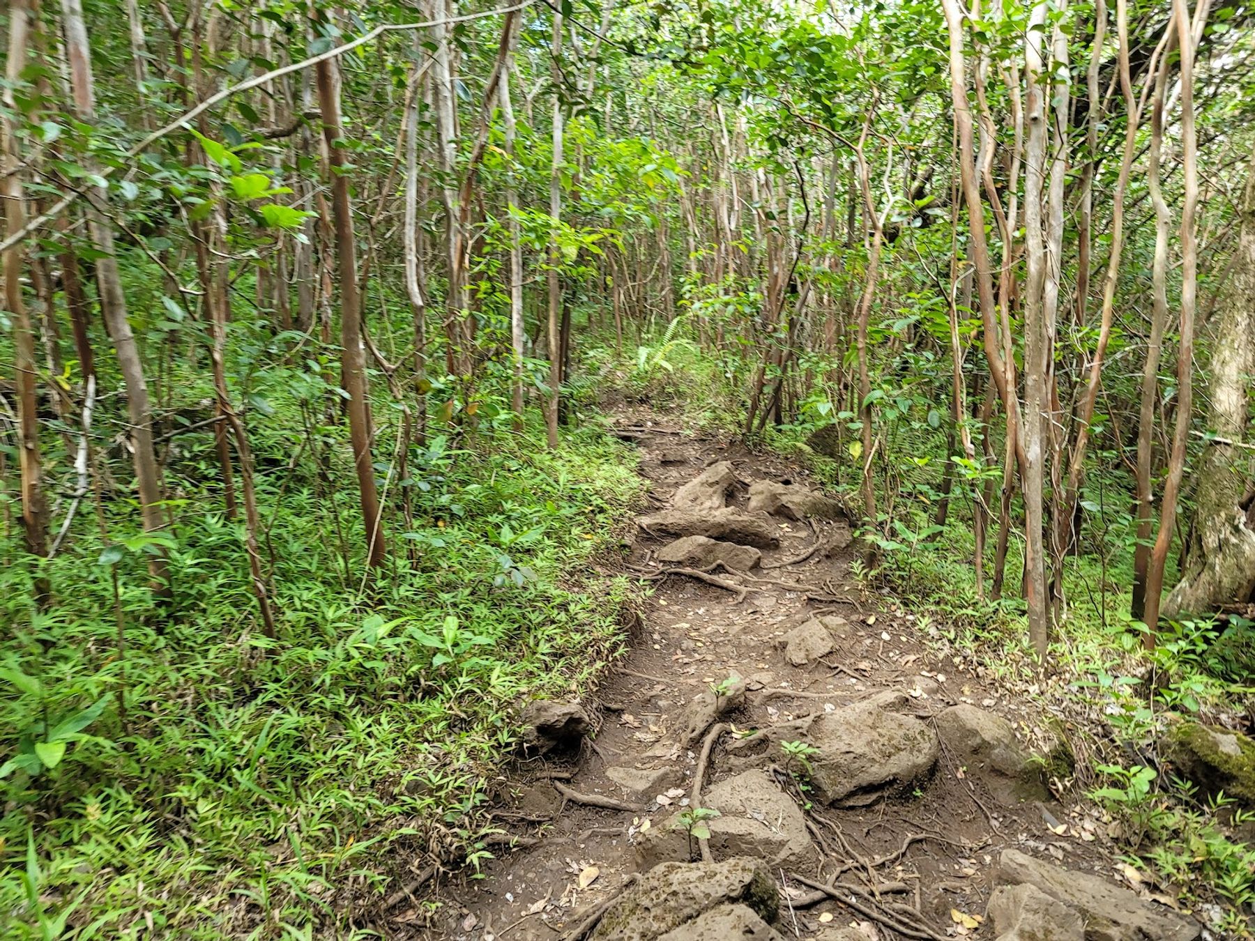 Photo 3 of Mānana Ridge Trail in Pearl City, Oahu