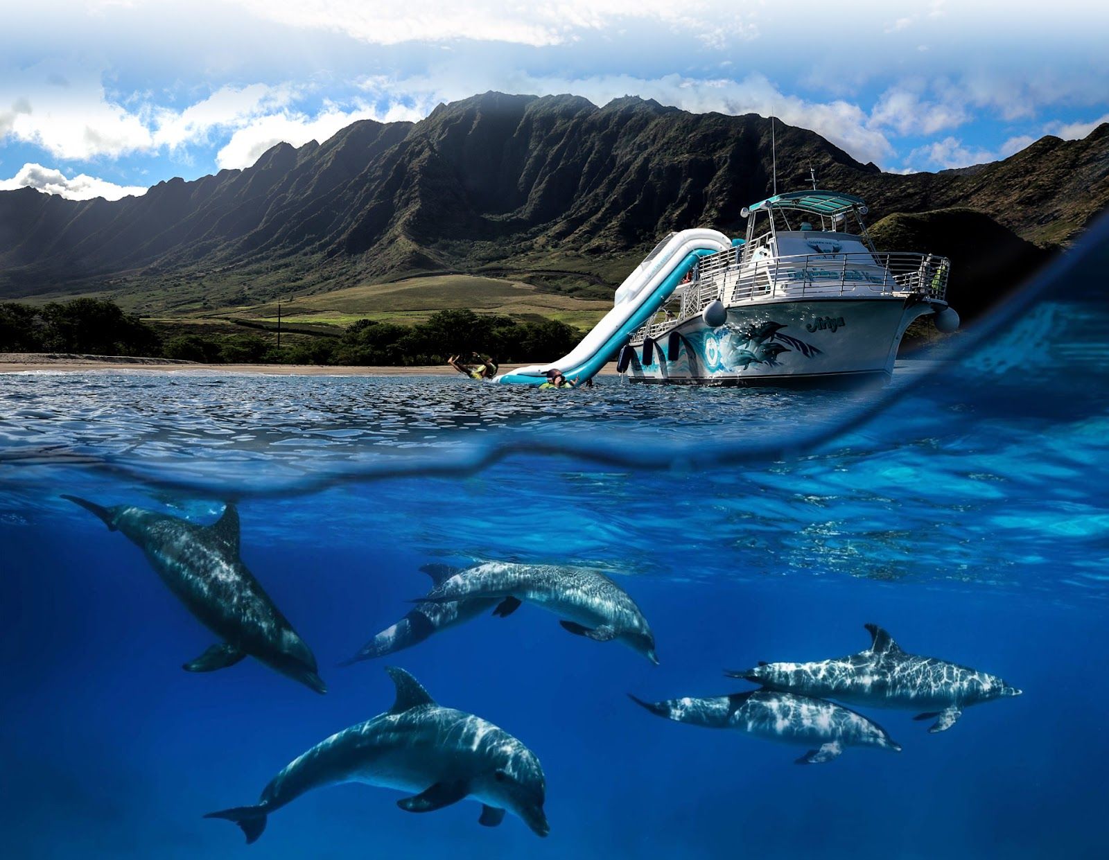 Photo 1 of Dolphins and You in Waikīkī, Oahu