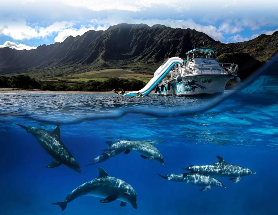 Photo 1 of Dolphins and You in Waikīkī, Oahu