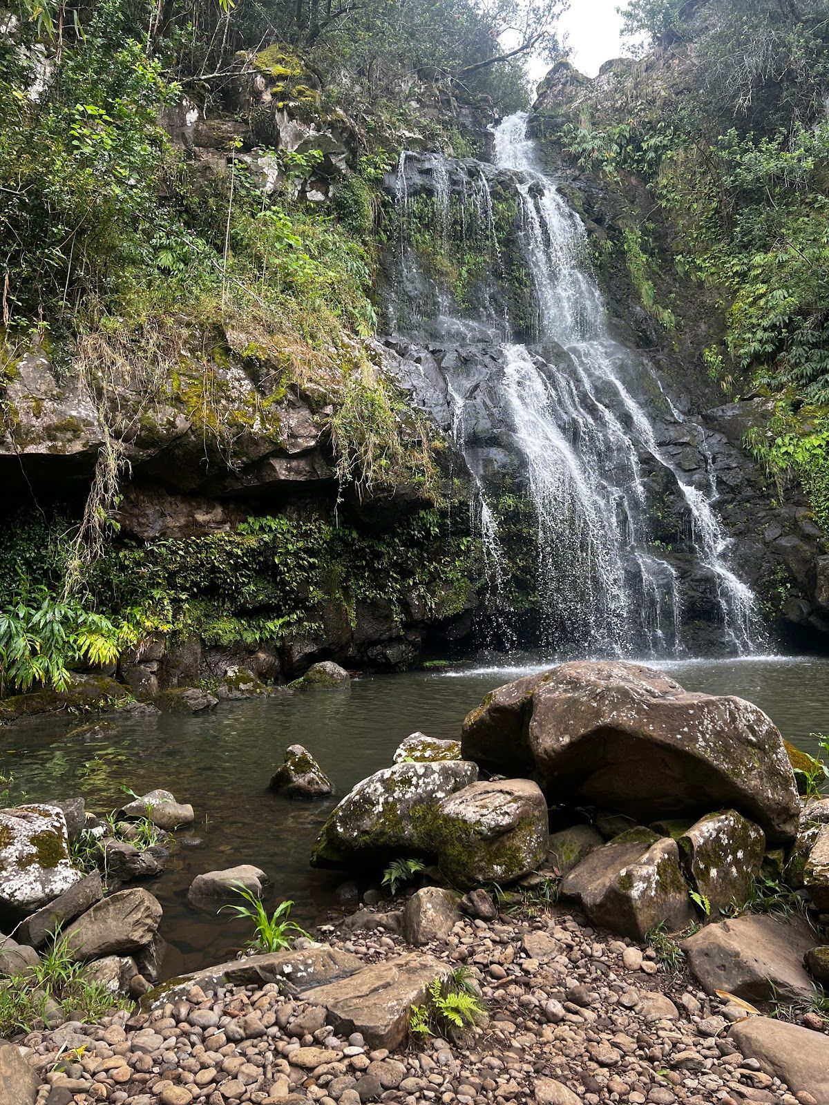 Photo 9 of Kohala Zipline in North Kohala, Big Island