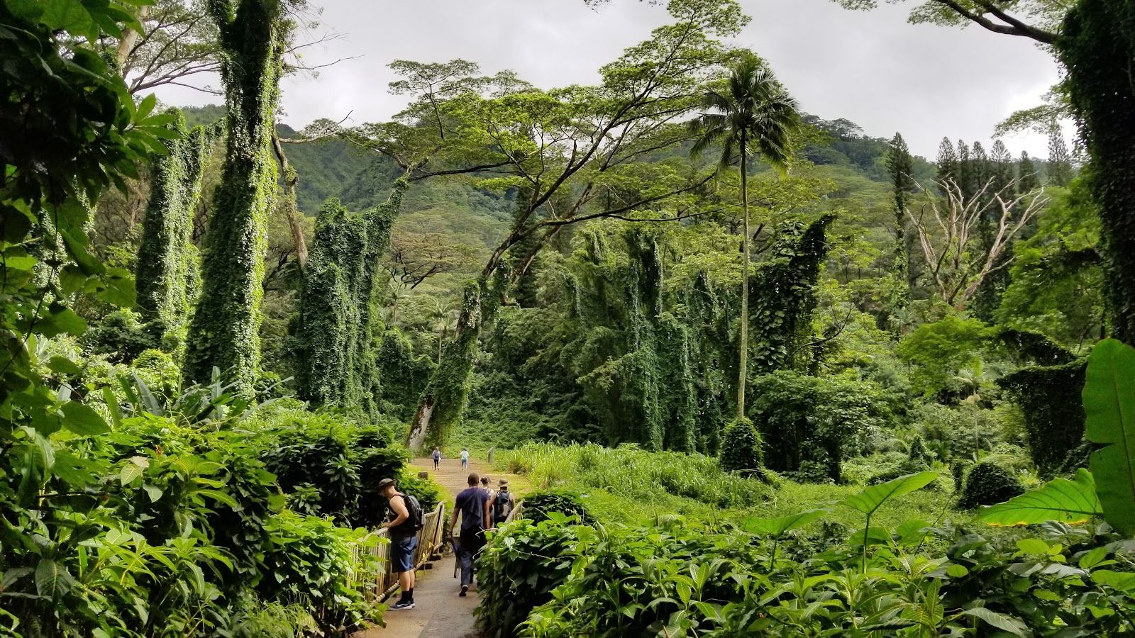 Photo 7 of Mānoa Falls Trail in Mānoa, Makiki & Nuʻuanu, Oahu