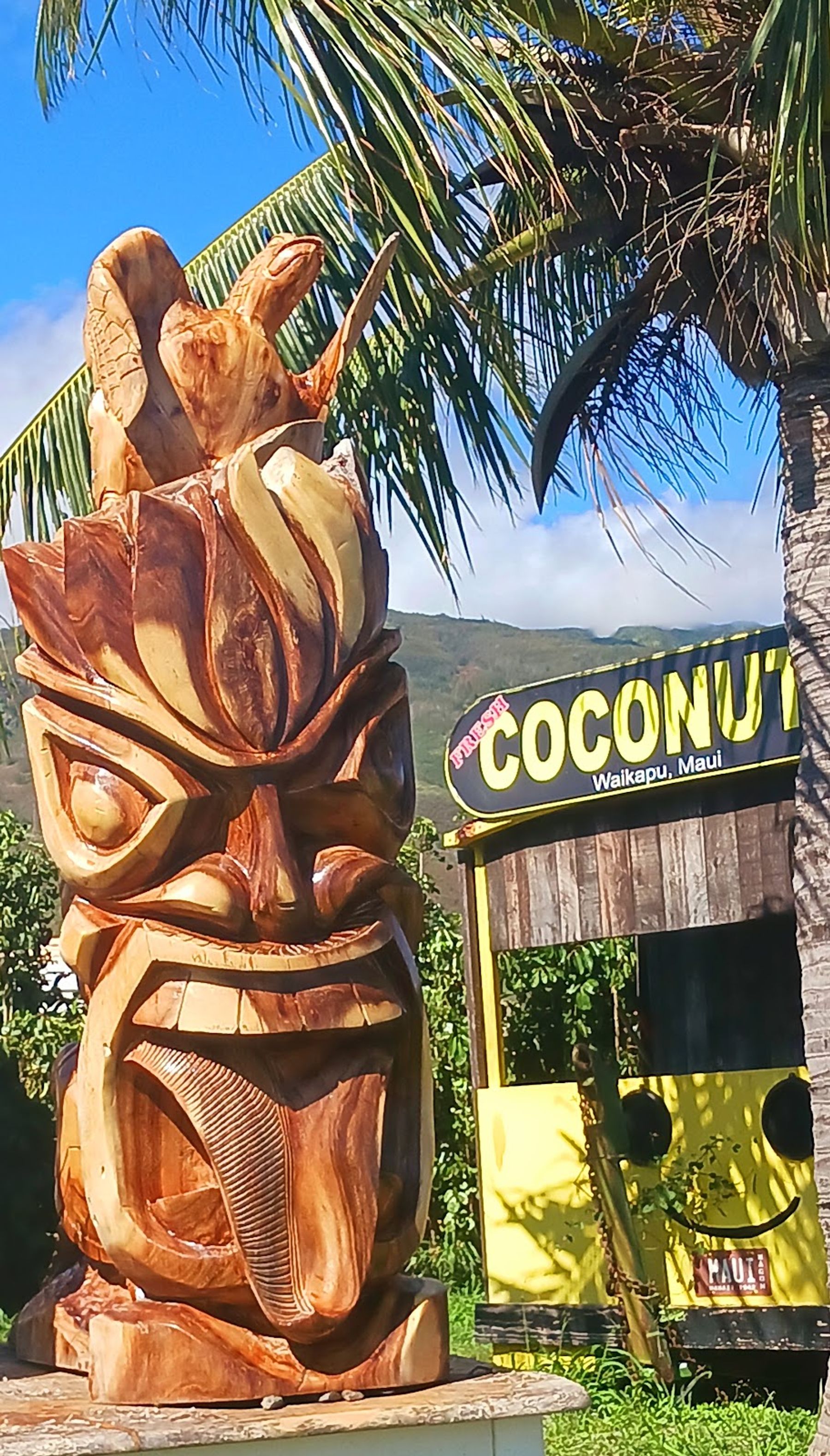 Photo 6 of The Coconut Inc in Māʻalaea, Maui
