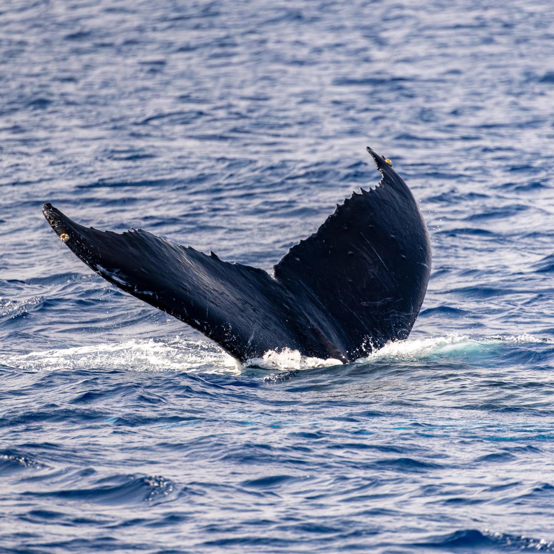 Humpback whale tail fluke lifting above choppy blue ocean with splashes at the base