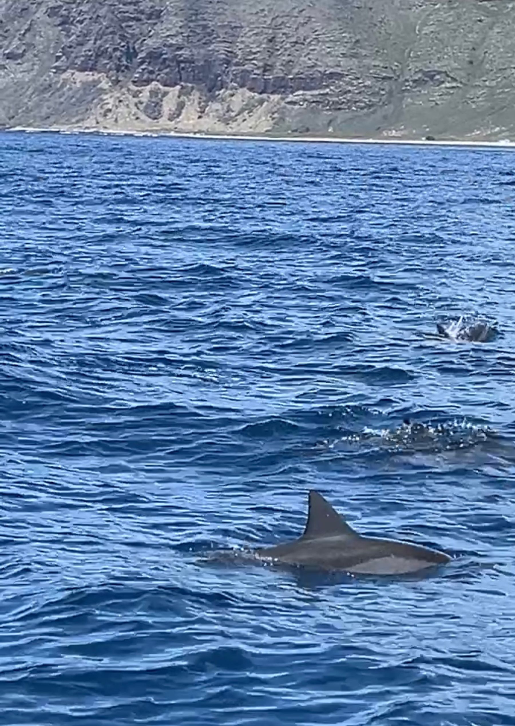 Photo 7 of Iruka Hawaii Dolphin Snorkeling Tours in Ala Moana & Mōʻiliʻili, Oahu