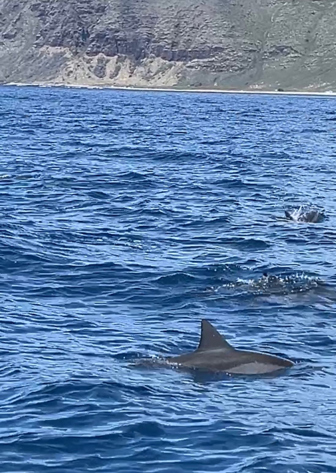 Photo 7 of Iruka Hawaii Dolphin Snorkeling Tours in Ala Moana & Mōʻiliʻili, Oahu