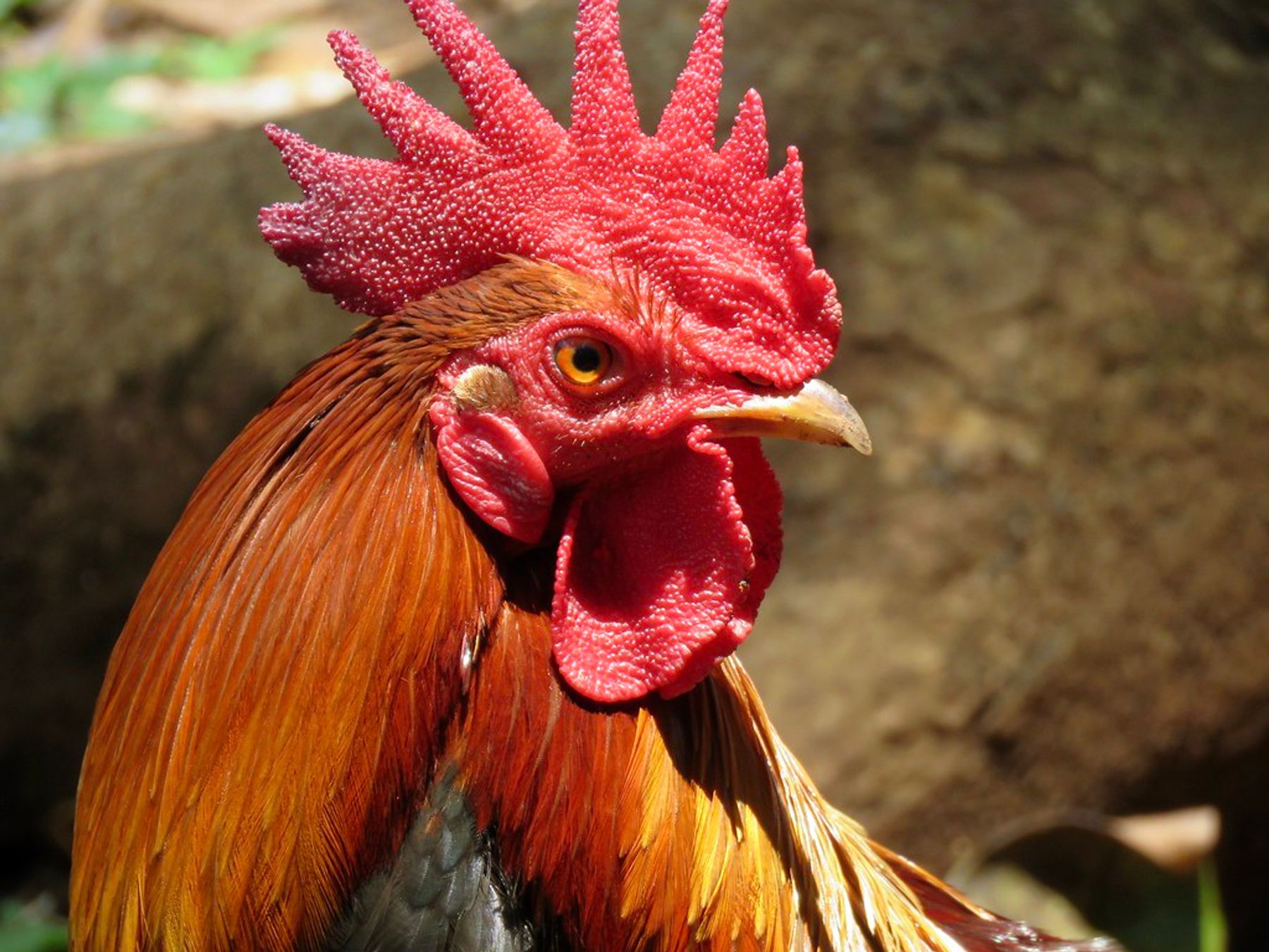 Close-up side profile of a rooster with a bright red comb and copper-brown feathers against a blurred rocky background