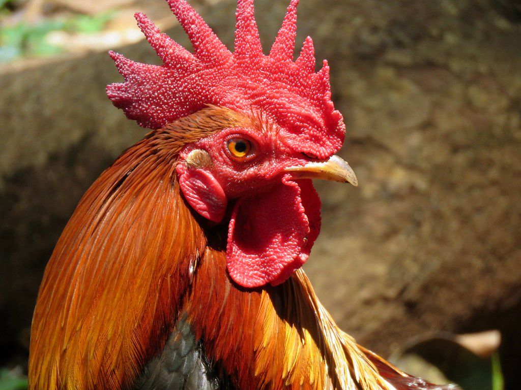 Close-up side profile of a rooster with a bright red comb and copper-brown feathers against a blurred rocky background