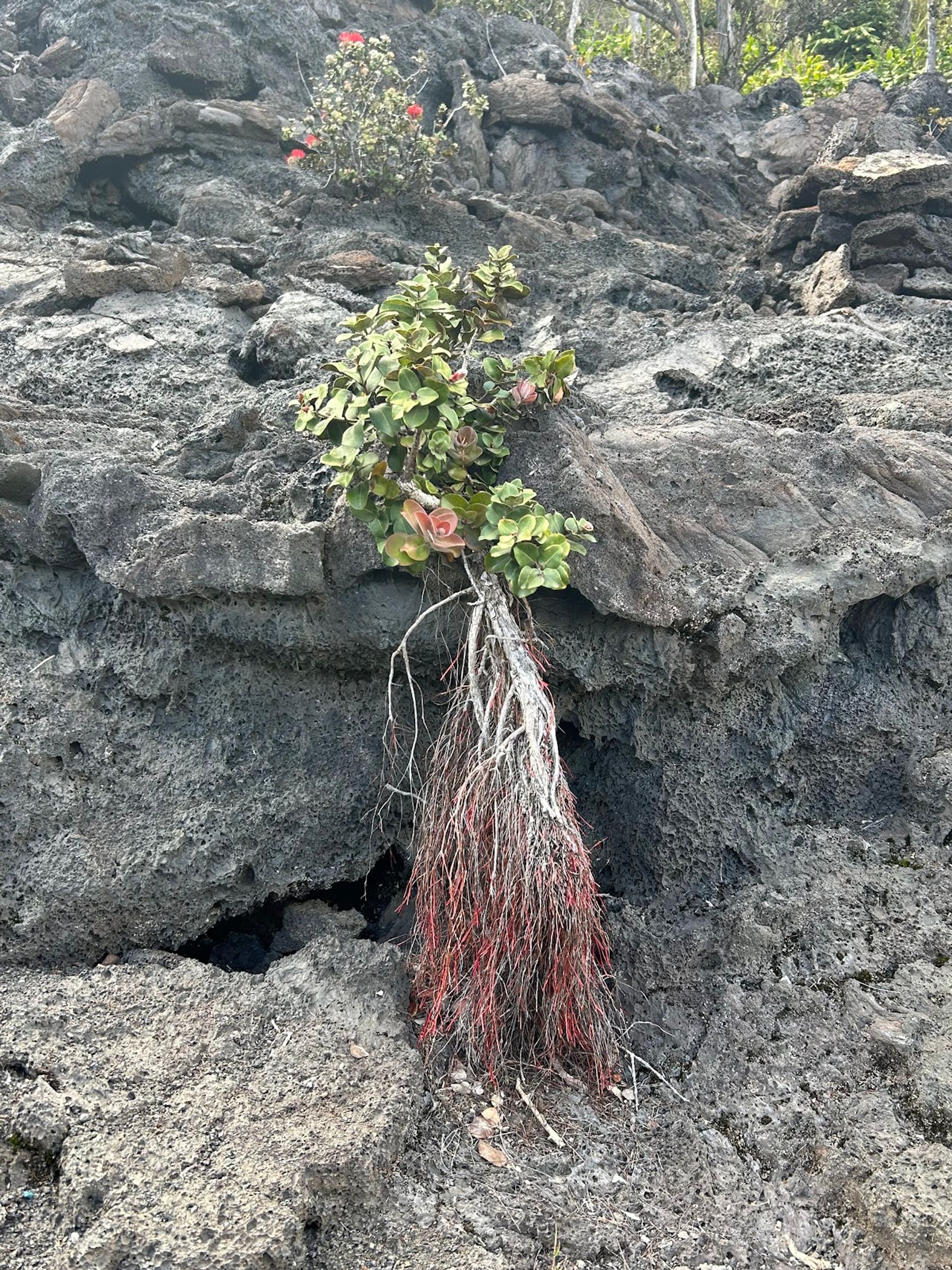 Photo 8 of Byron Ledge Trail in Volcano, Big Island