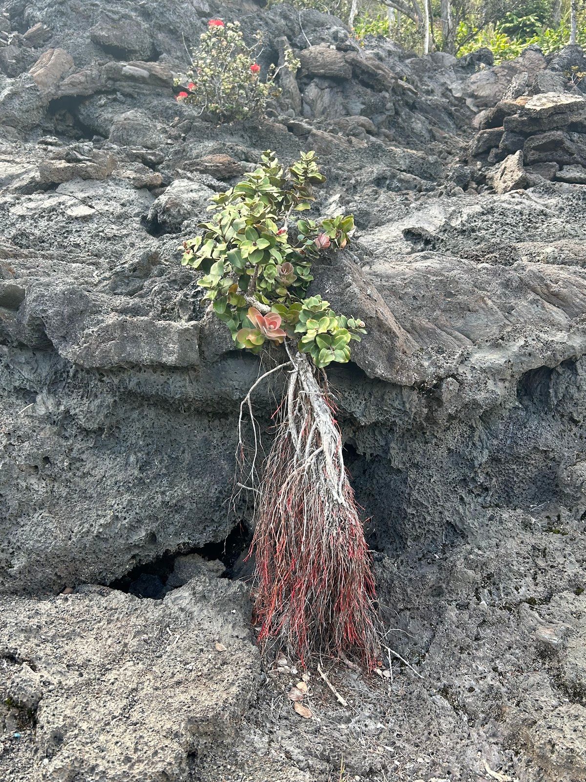 Photo 8 of Byron Ledge Trail in Volcano, Big Island