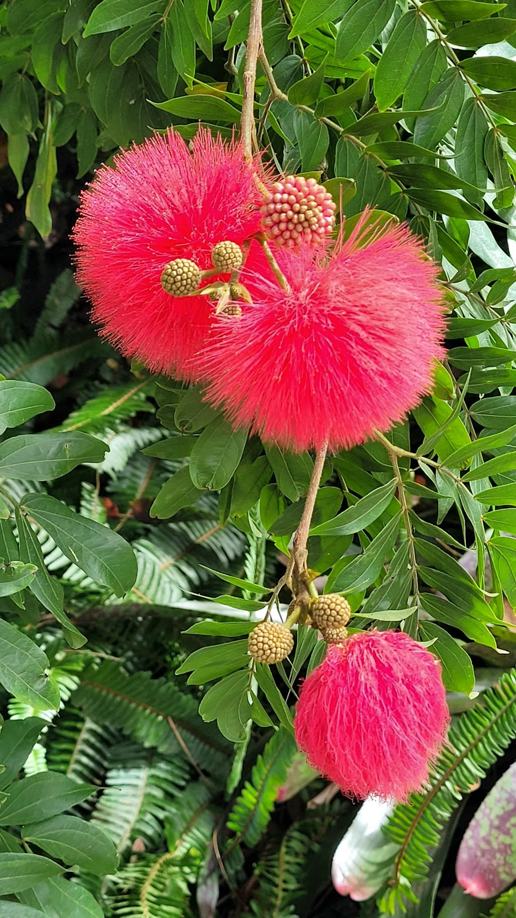 Photo 6 of Kula Botanical Garden in Kula, Maui