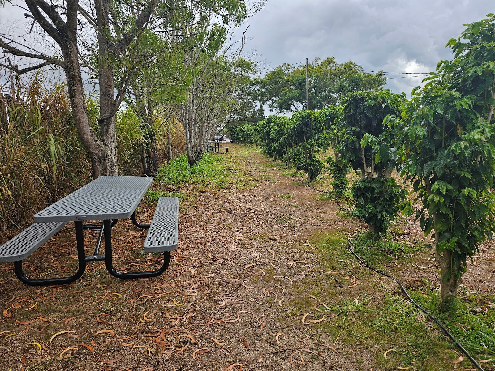 Photo 7 of Green World Coffee Farm in Wahiawā, Oahu