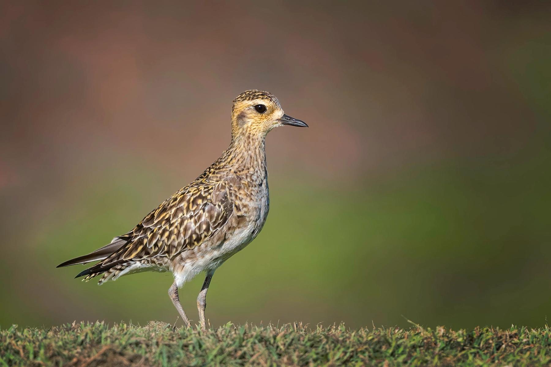 Pacific Golden Plover standing on short grass in warm light with a smooth green-brown blurred background