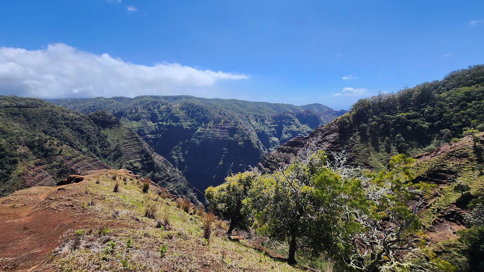 Na Pali-Kona Forest Reserve in Waimea, Kaua‘i